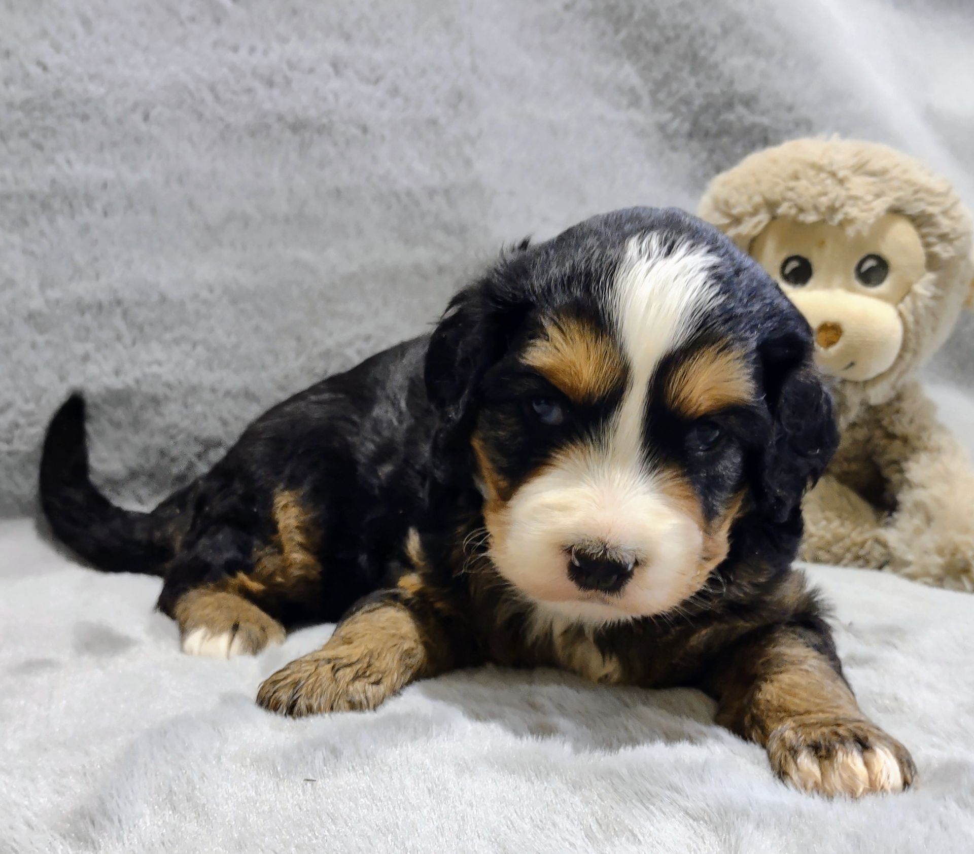 Bernedoodle - Kassidy