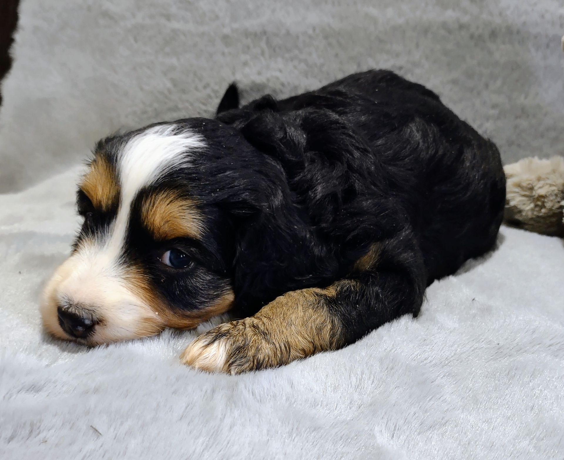 Bernedoodle - Kassidy