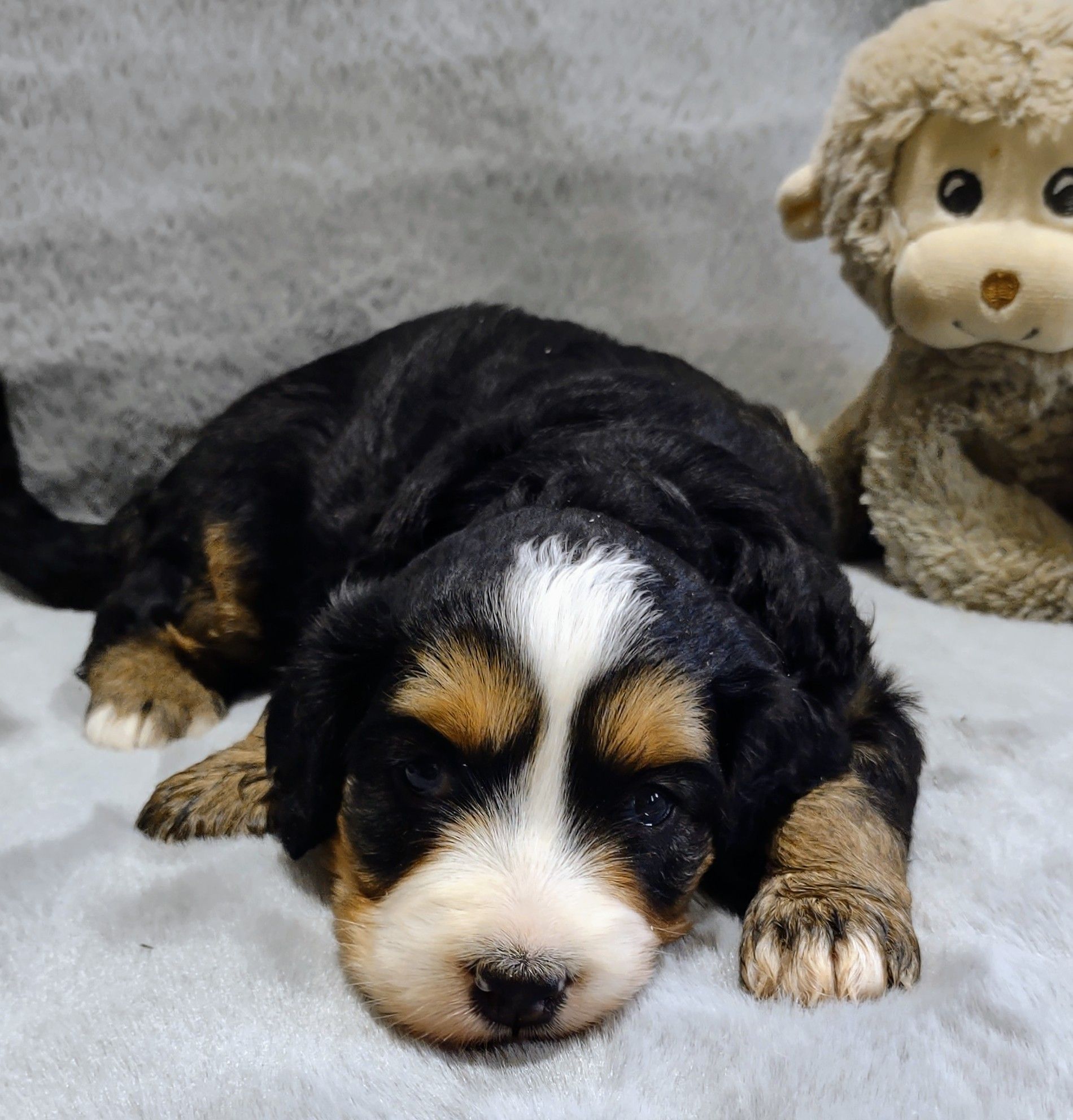 Bernedoodle - Kassidy