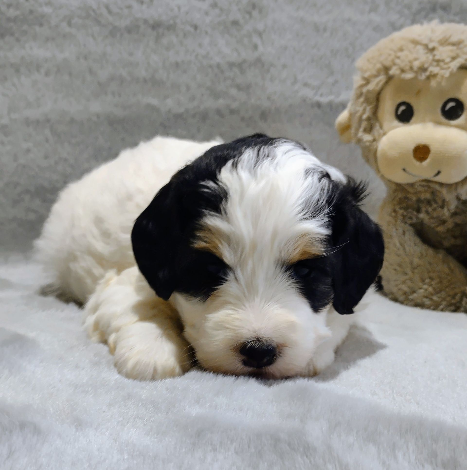 Bernedoodle - Kassidy