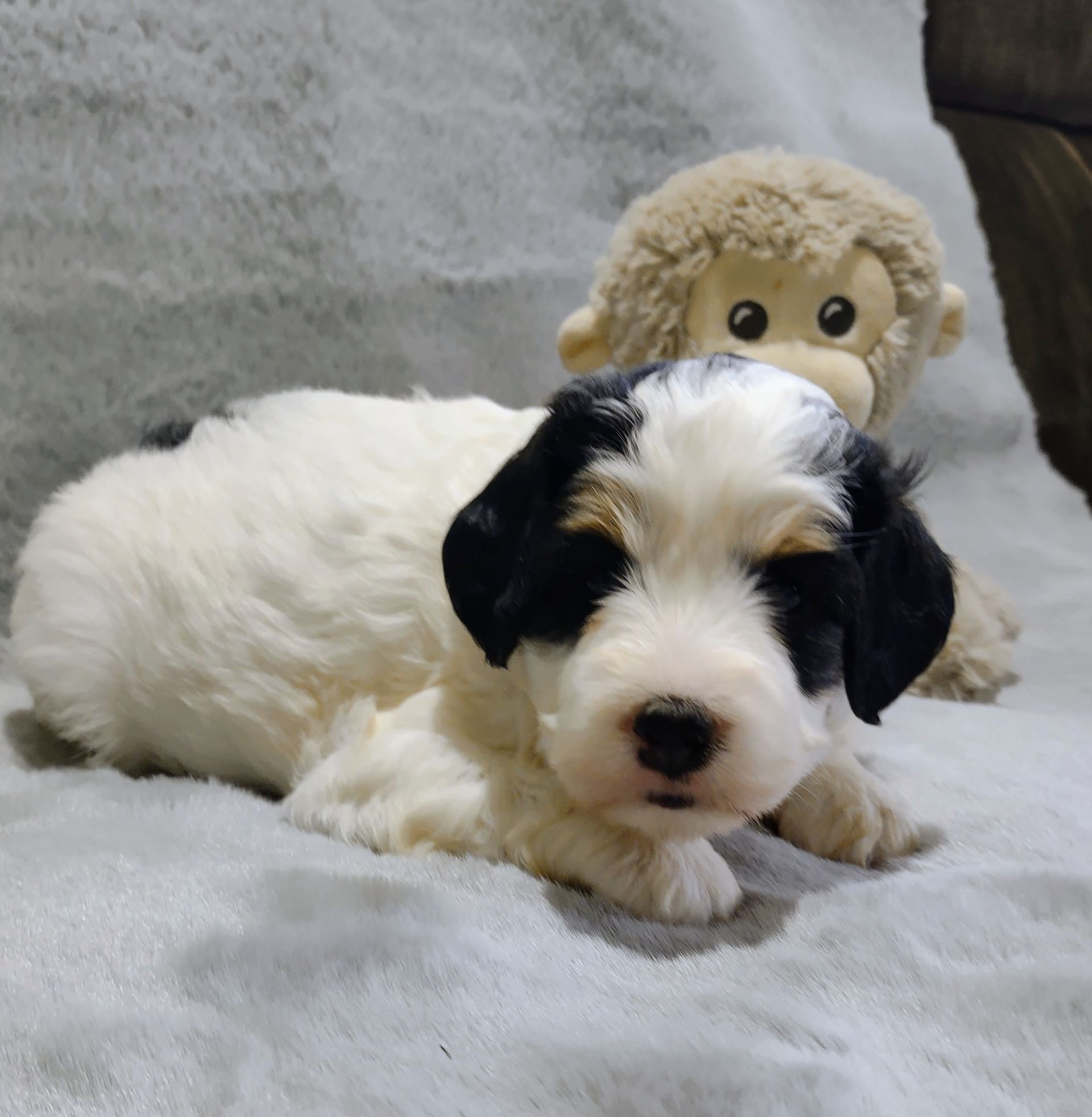 A black and white puppy laying next to a stuffed monkey