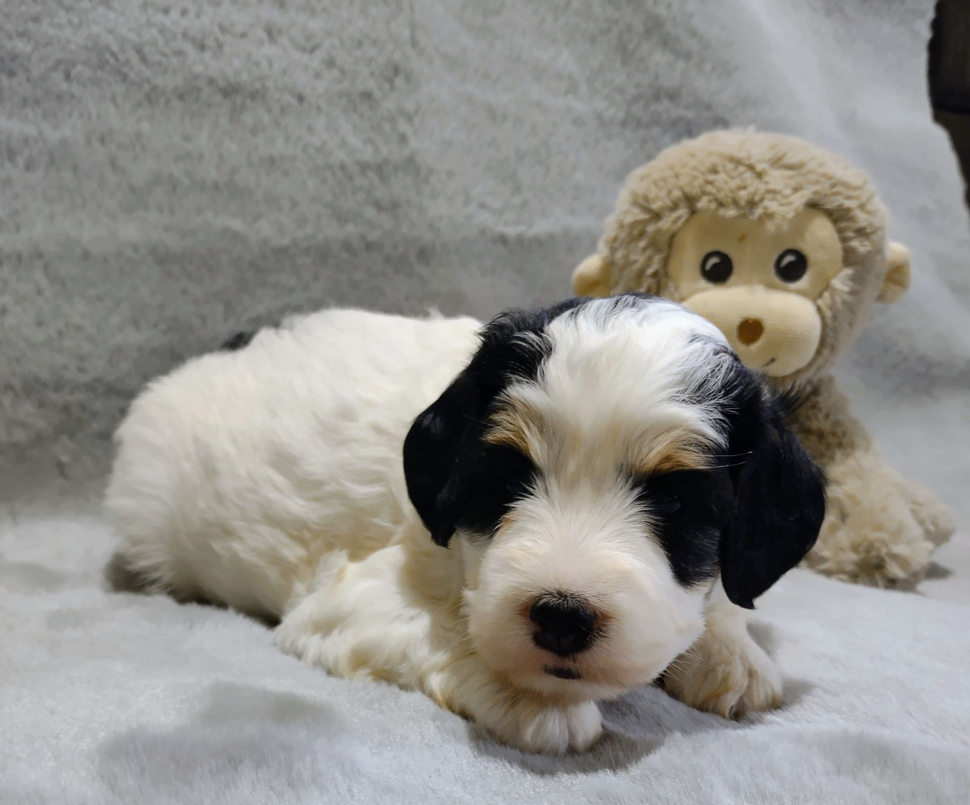 A black and white puppy laying next to a stuffed monkey