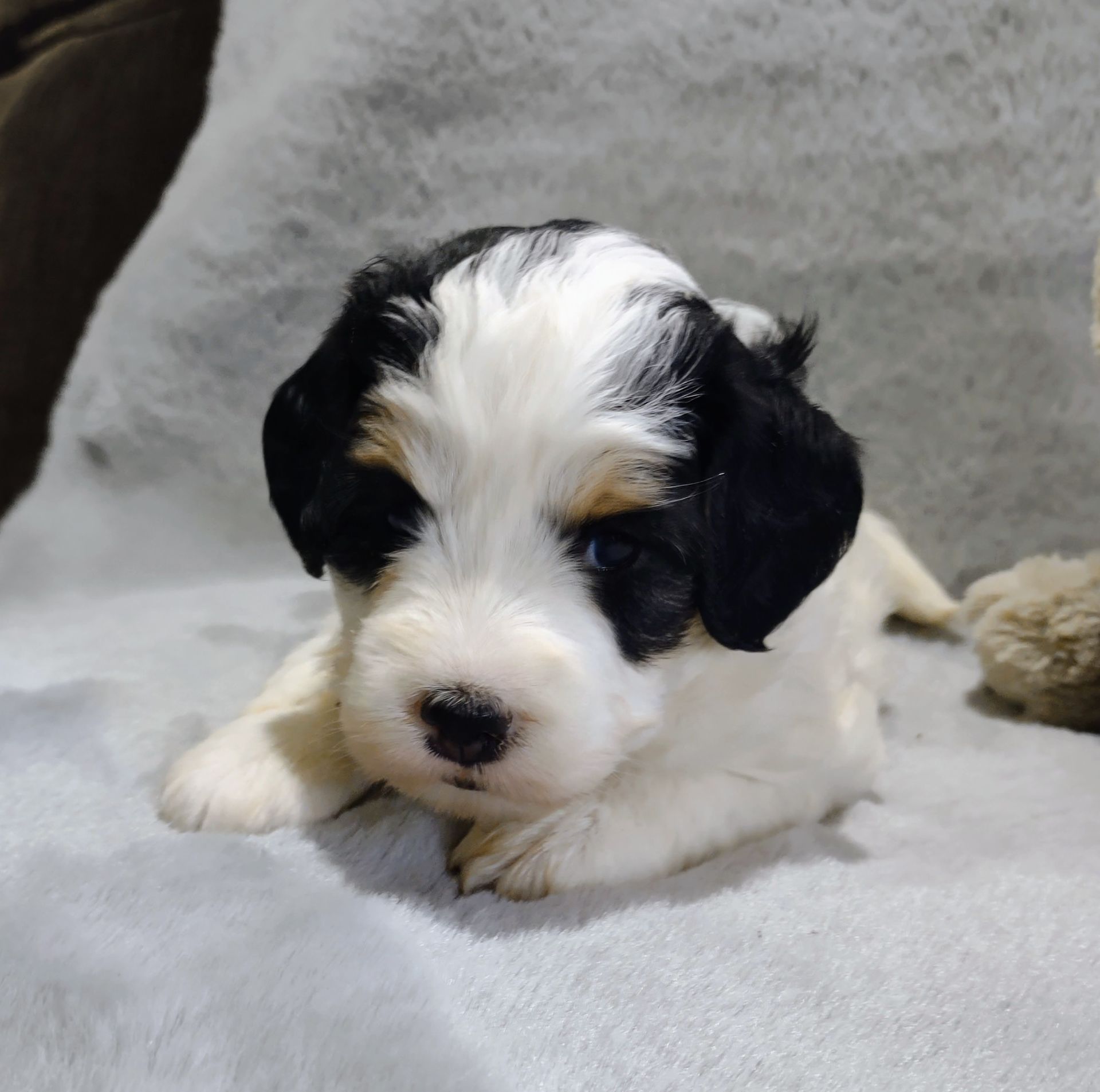 A black and white puppy is laying on a blanket next to a stuffed animal.