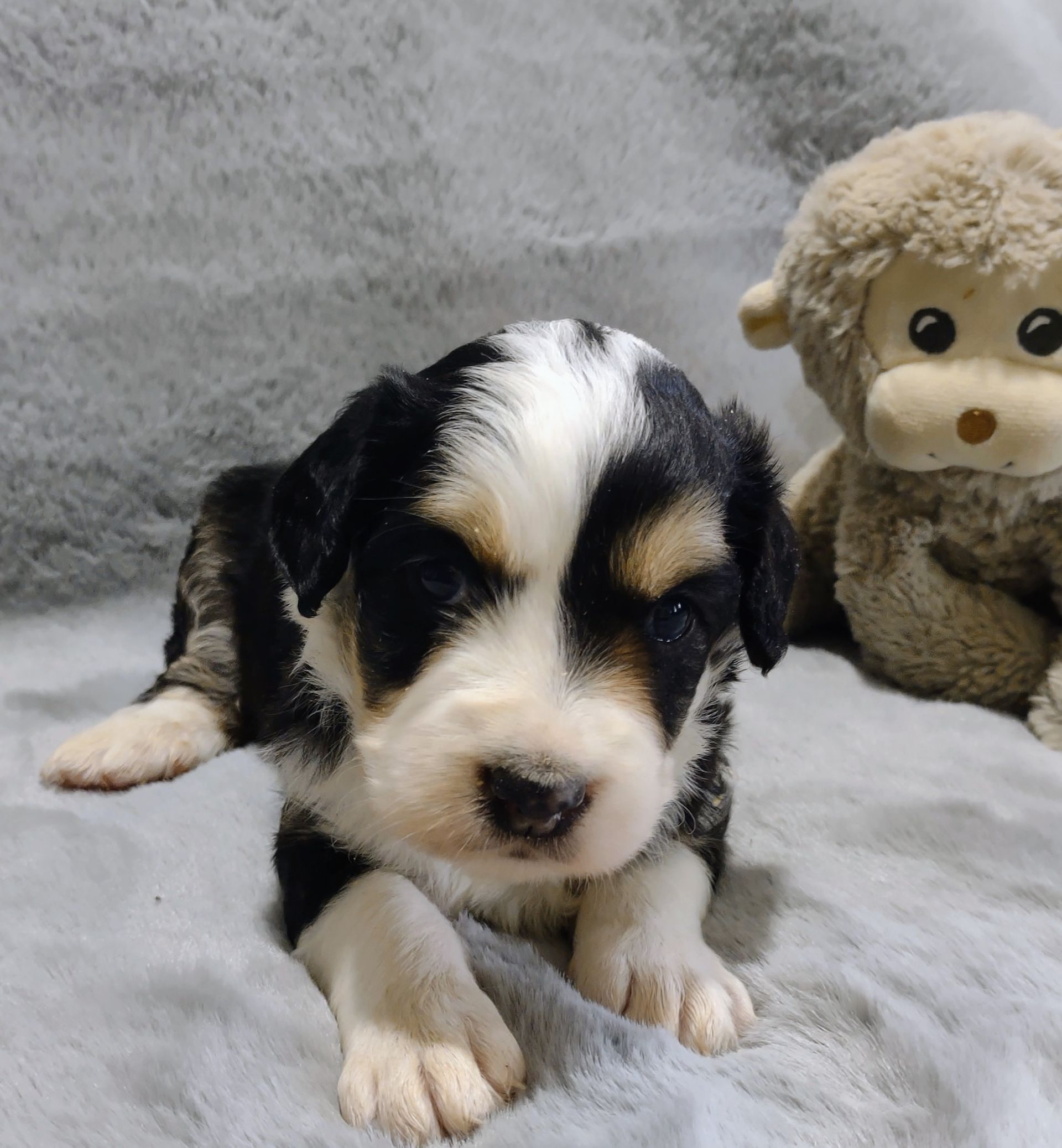 Bernedoodle - Kensie