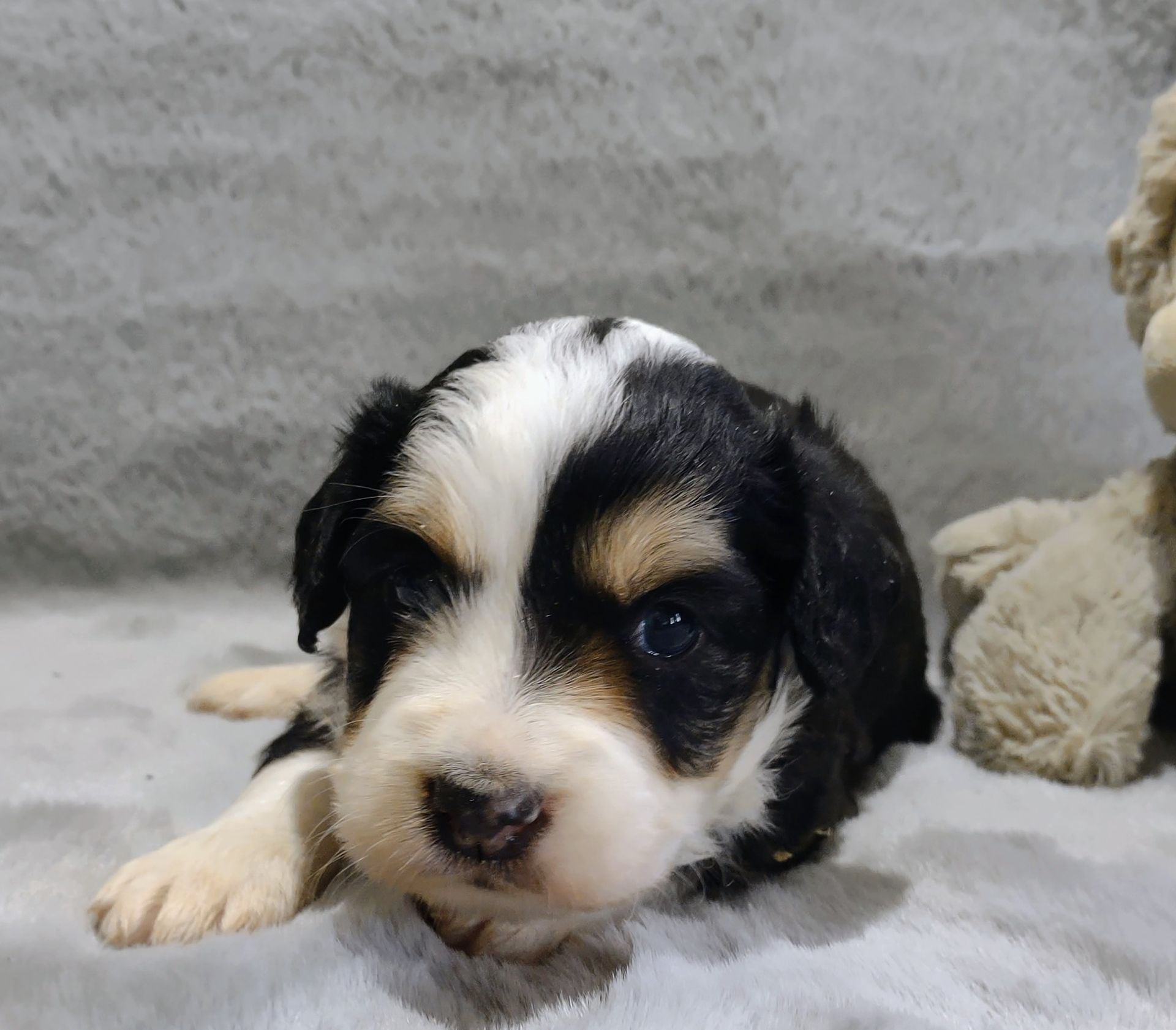 Bernedoodle - Kensie