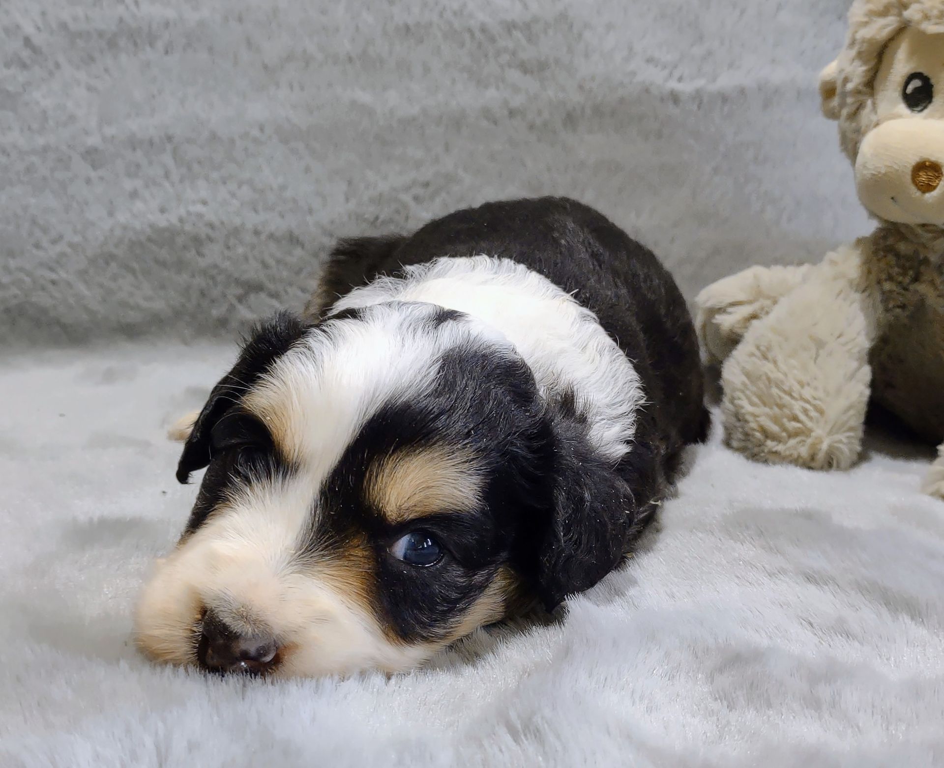 Bernedoodle - Kensie