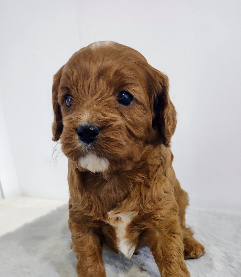 A brown puppy is sitting on a white surface and looking at the camera.