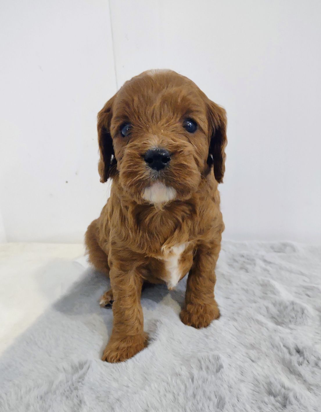 A brown puppy is sitting on a blanket and looking at the camera.