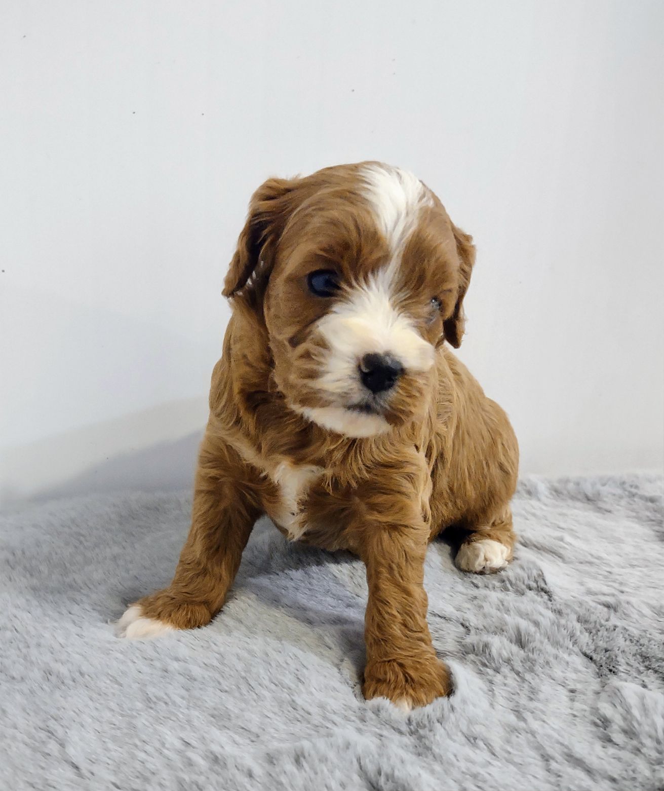 A brown and white puppy is sitting on a blanket.