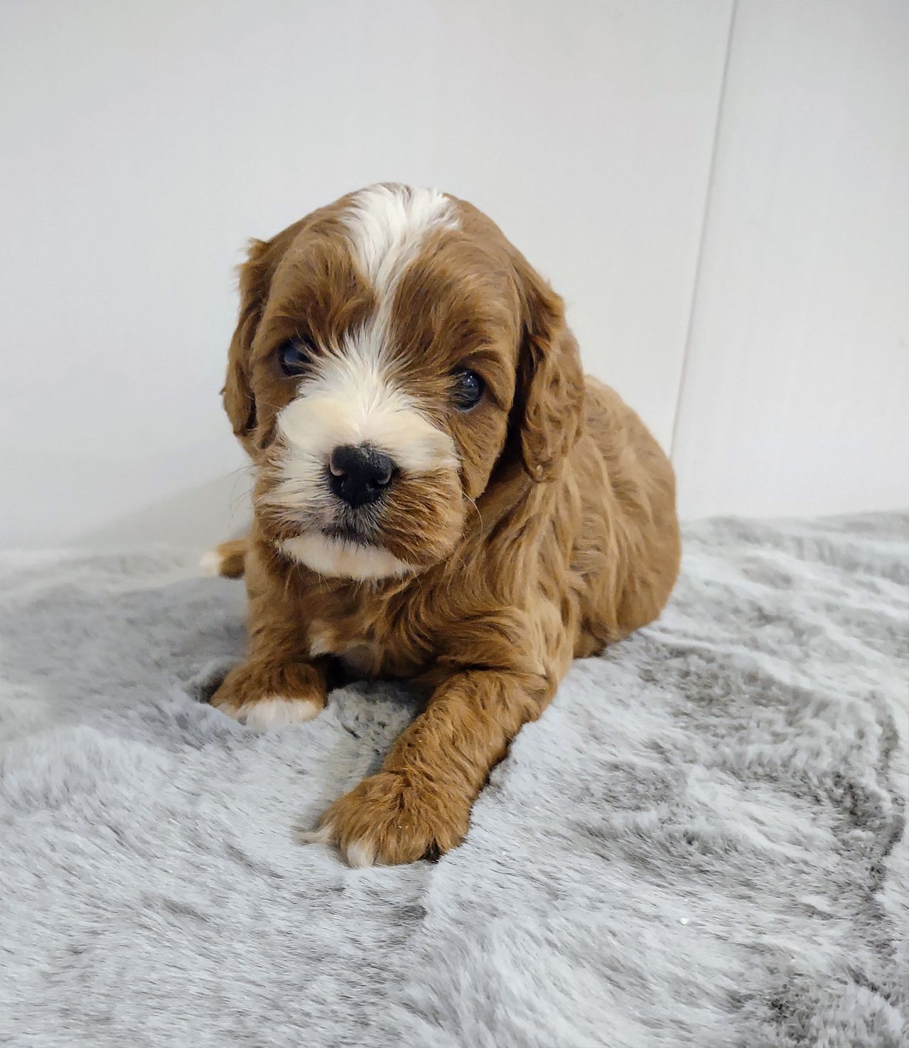 A brown and white puppy is laying on a blanket.