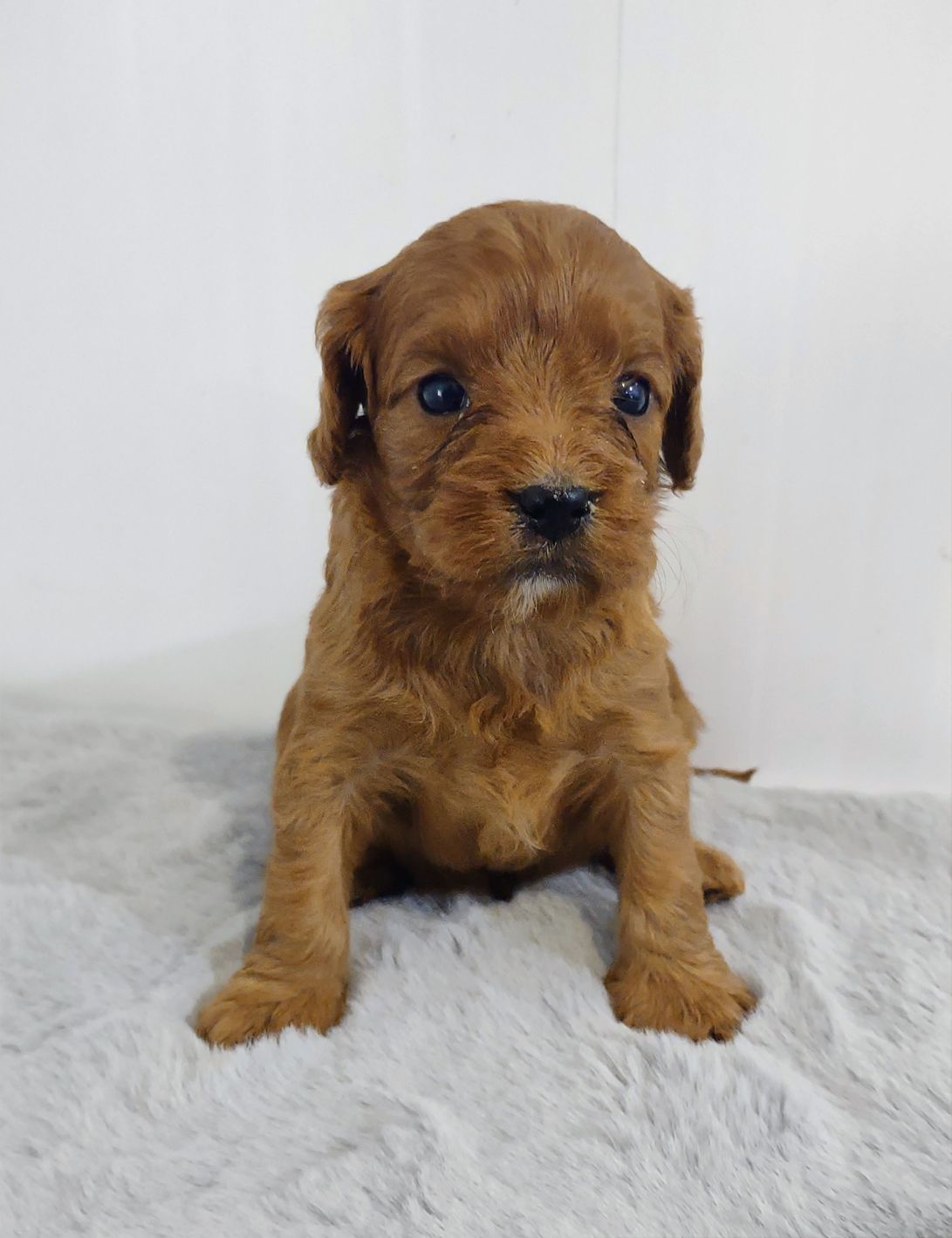 A small brown puppy is sitting on a white blanket.