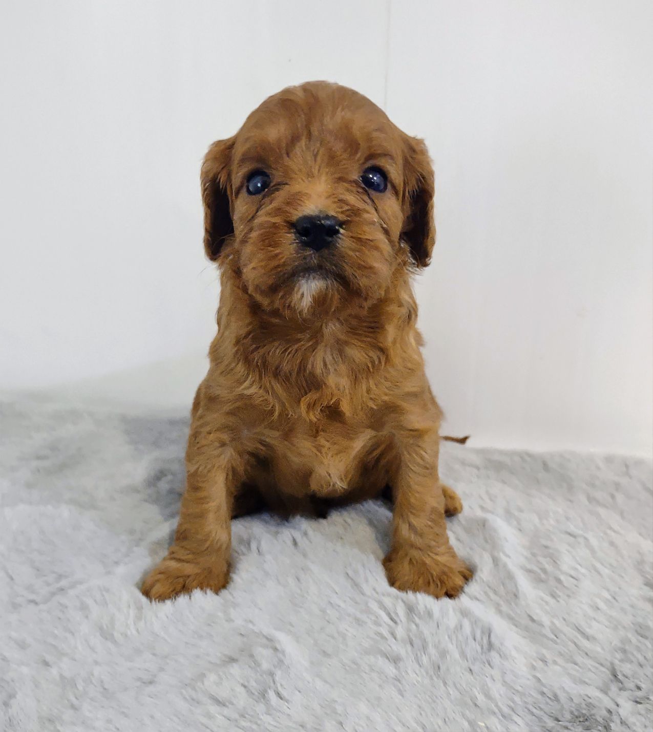 A brown puppy is sitting on a white blanket and looking at the camera.