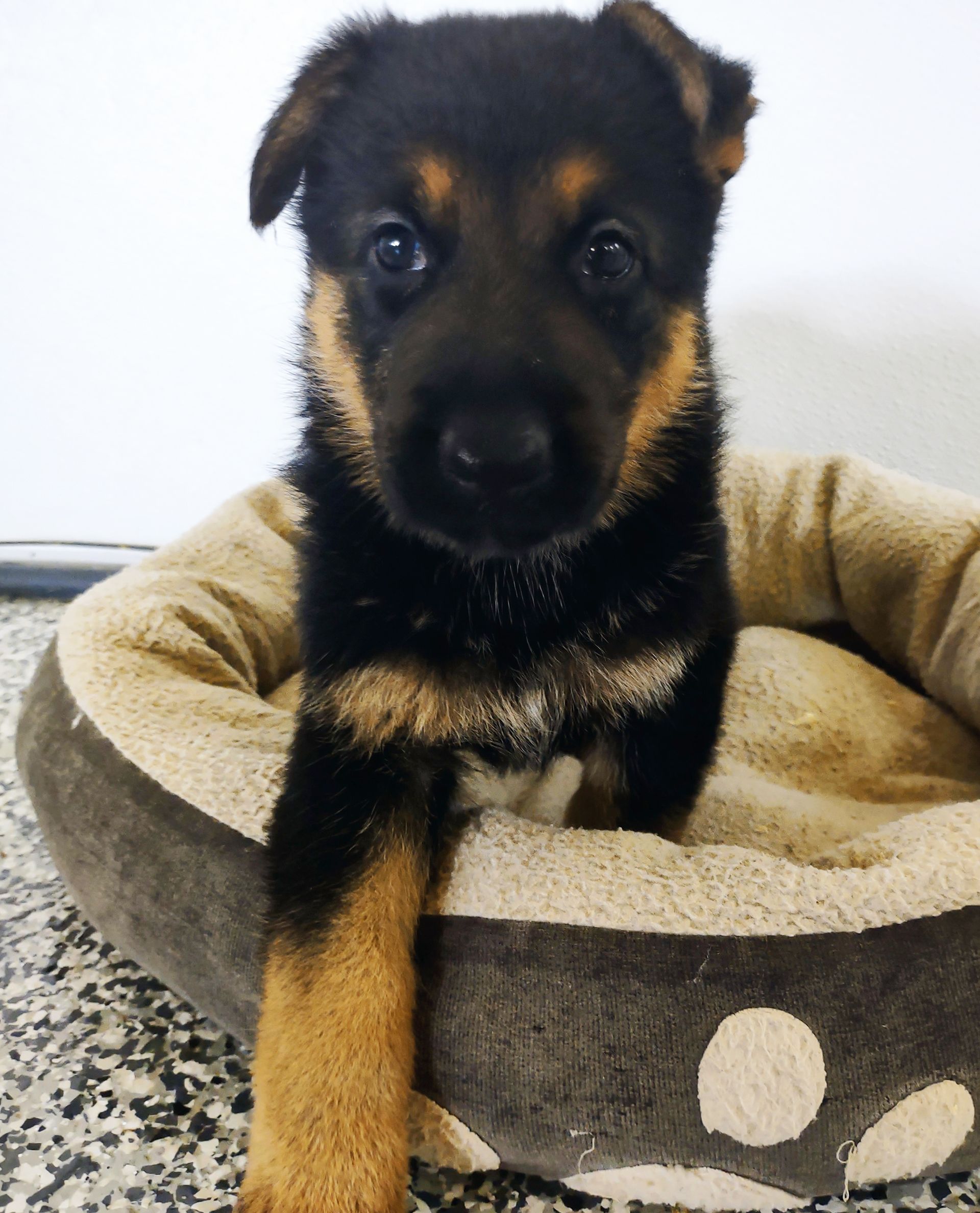 Jada staring at the camera