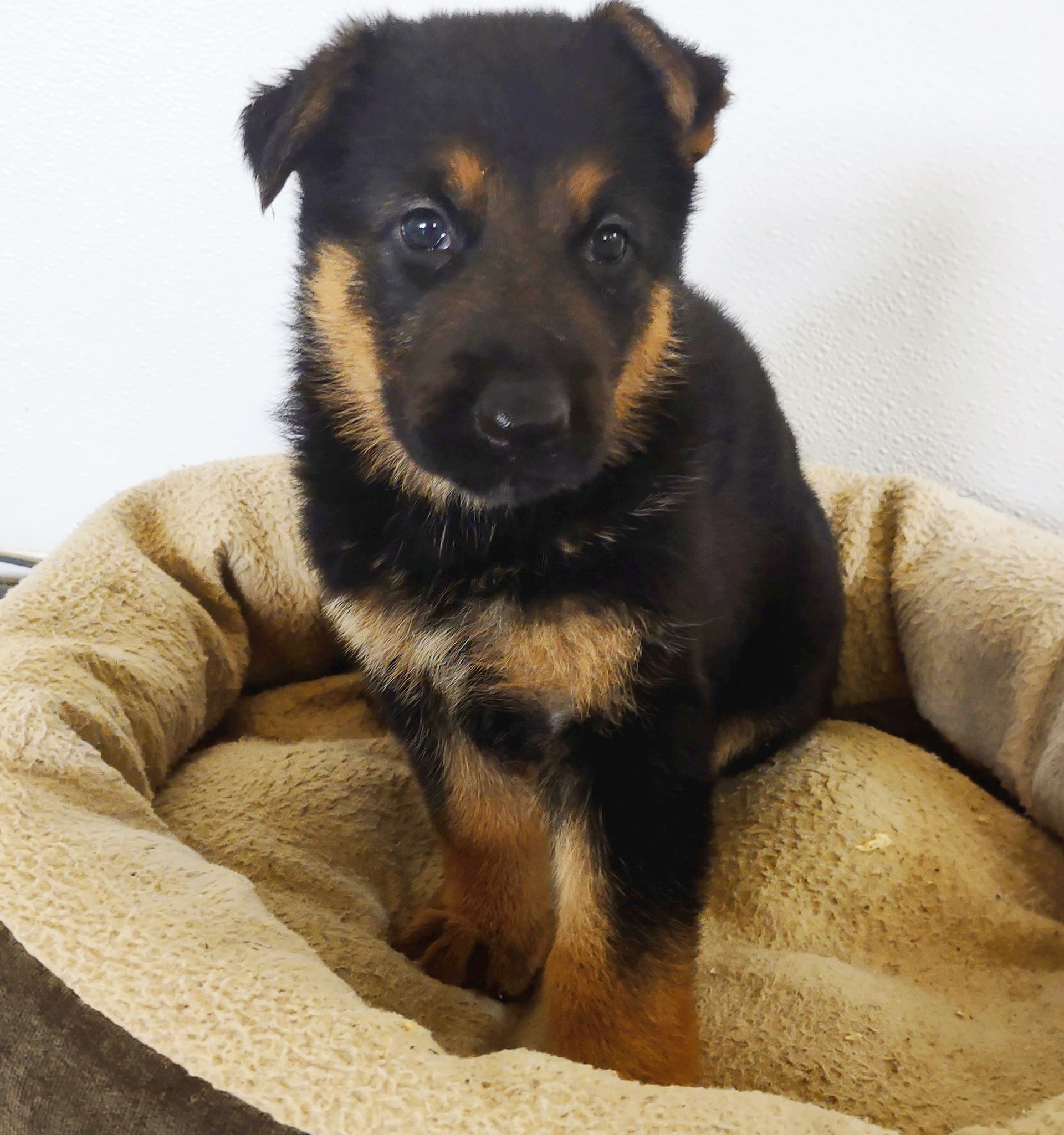 German Shepherd puppy Jada