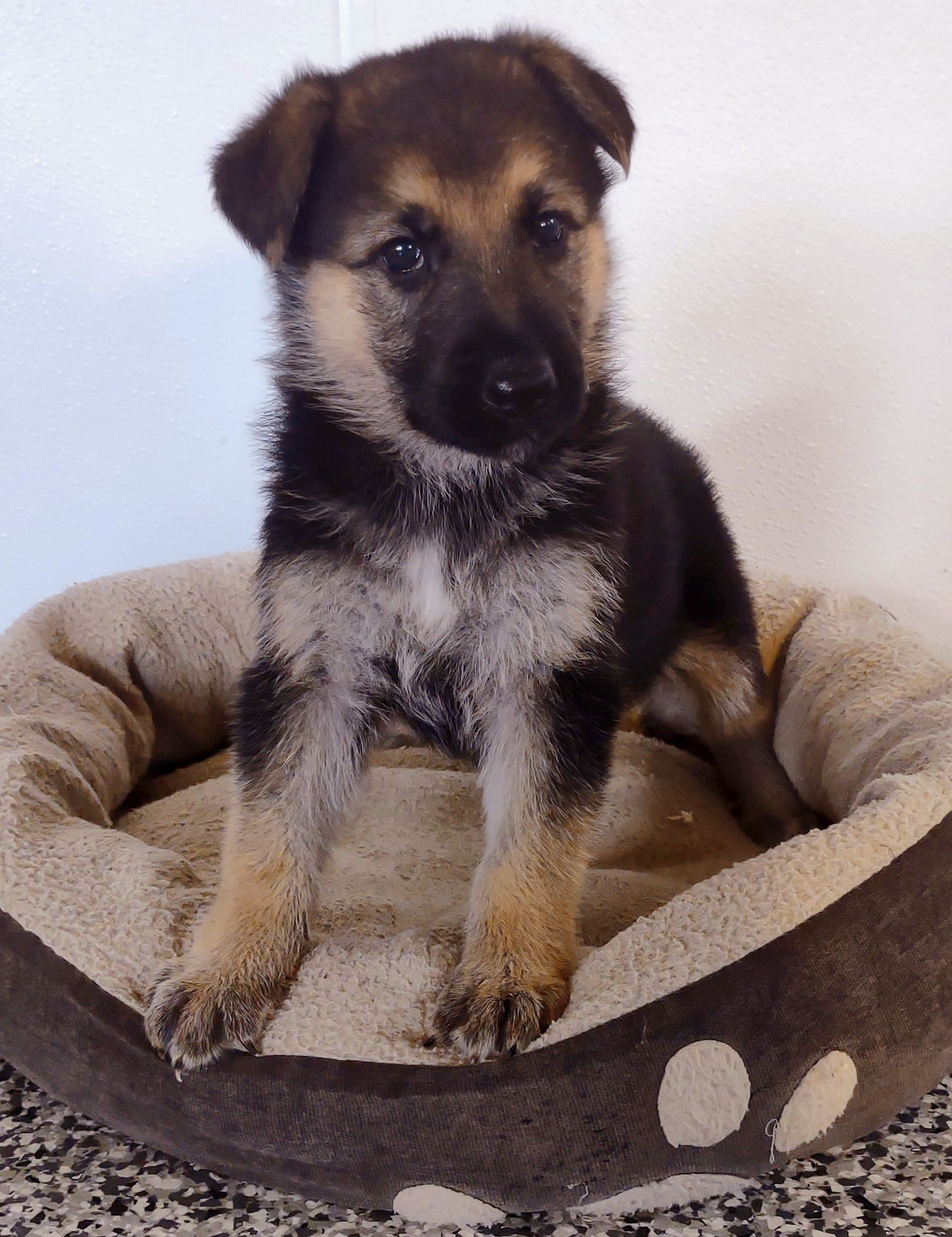 German Shepherd puppy Jolie