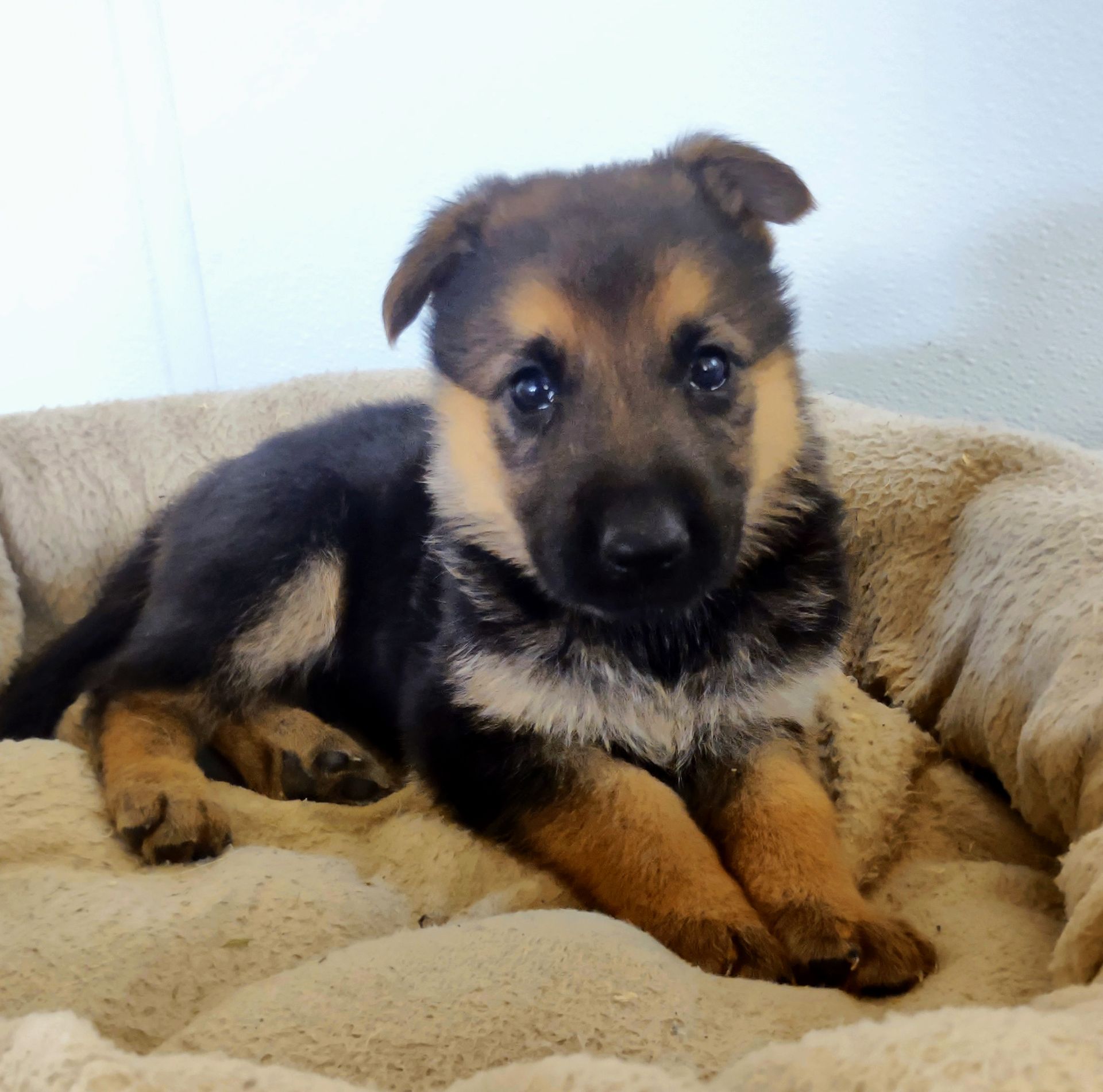 German Shepherd puppy Jolly