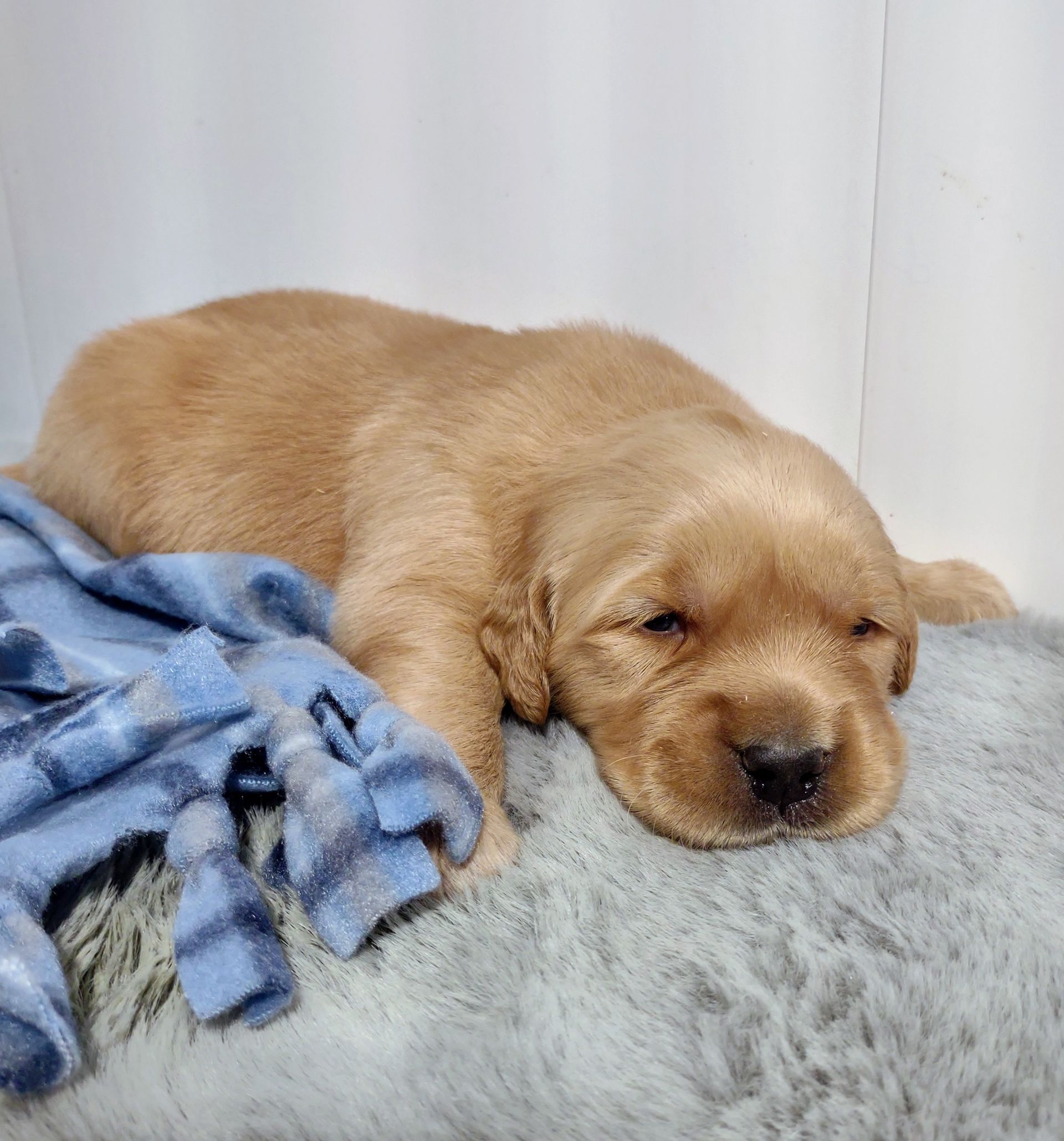 A brown puppy is sleeping on a pillow next to a blue blanket.