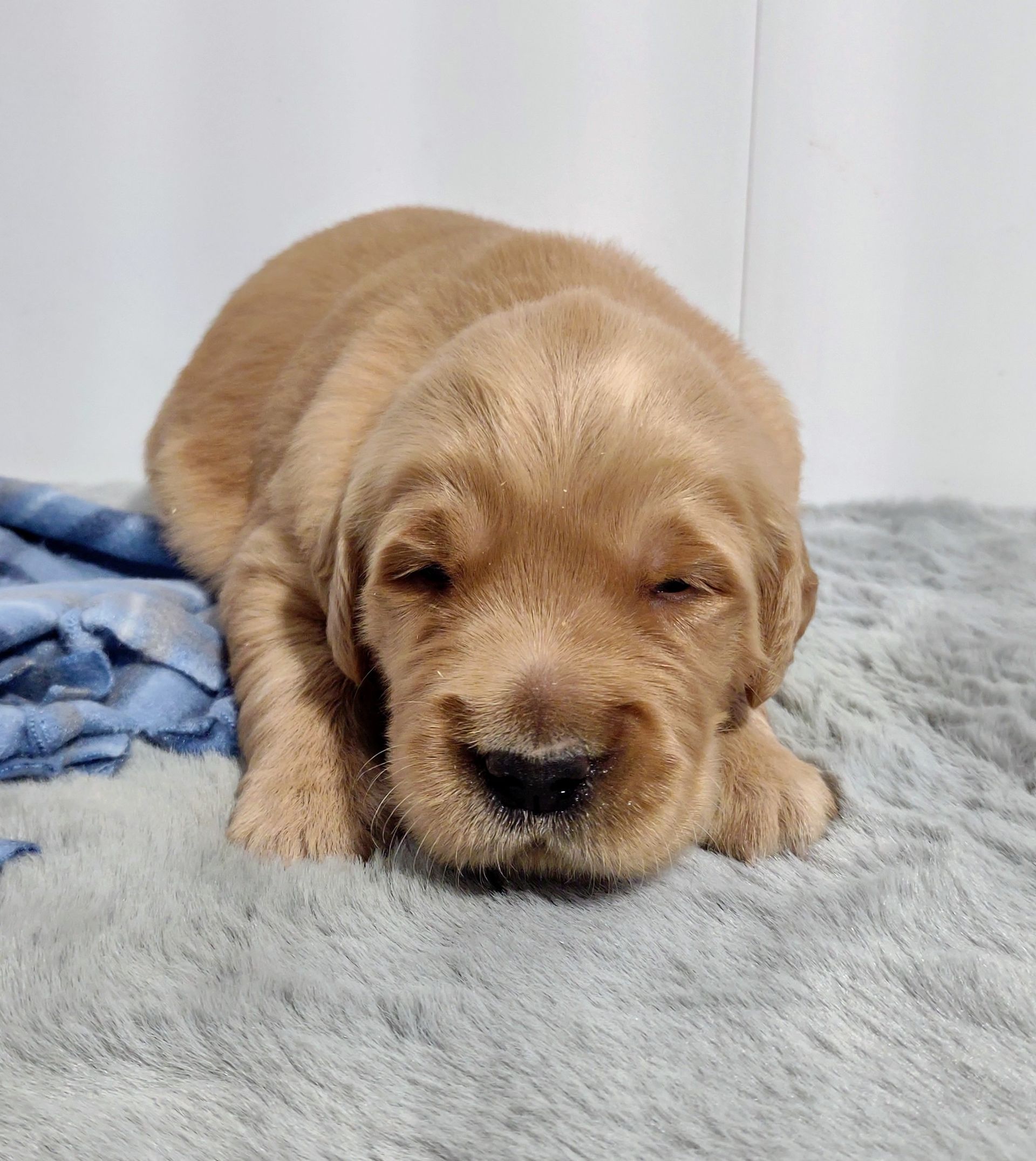 A brown puppy is laying on a blanket with its eyes closed.