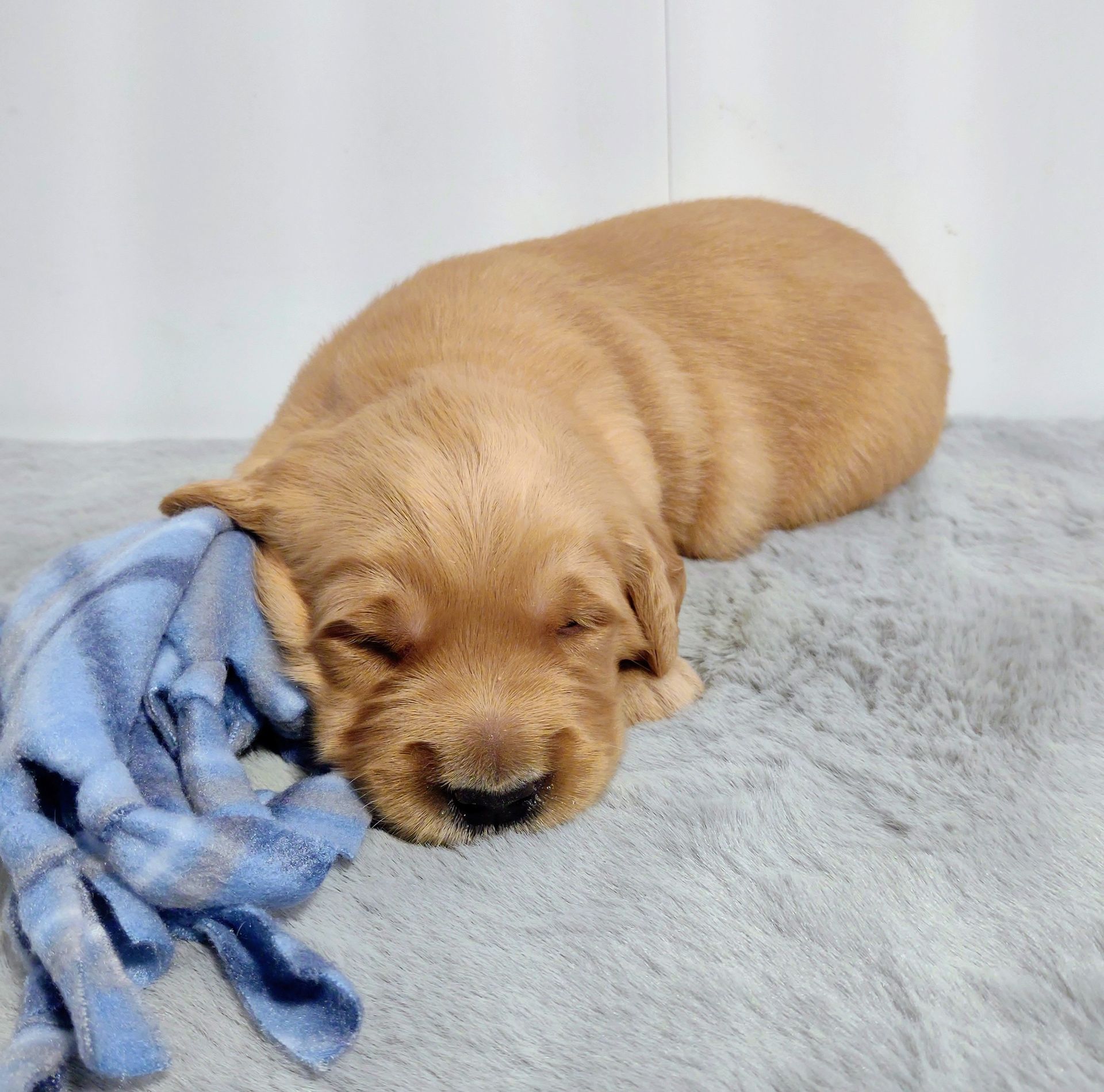 A brown puppy is sleeping with a blue blanket in its mouth