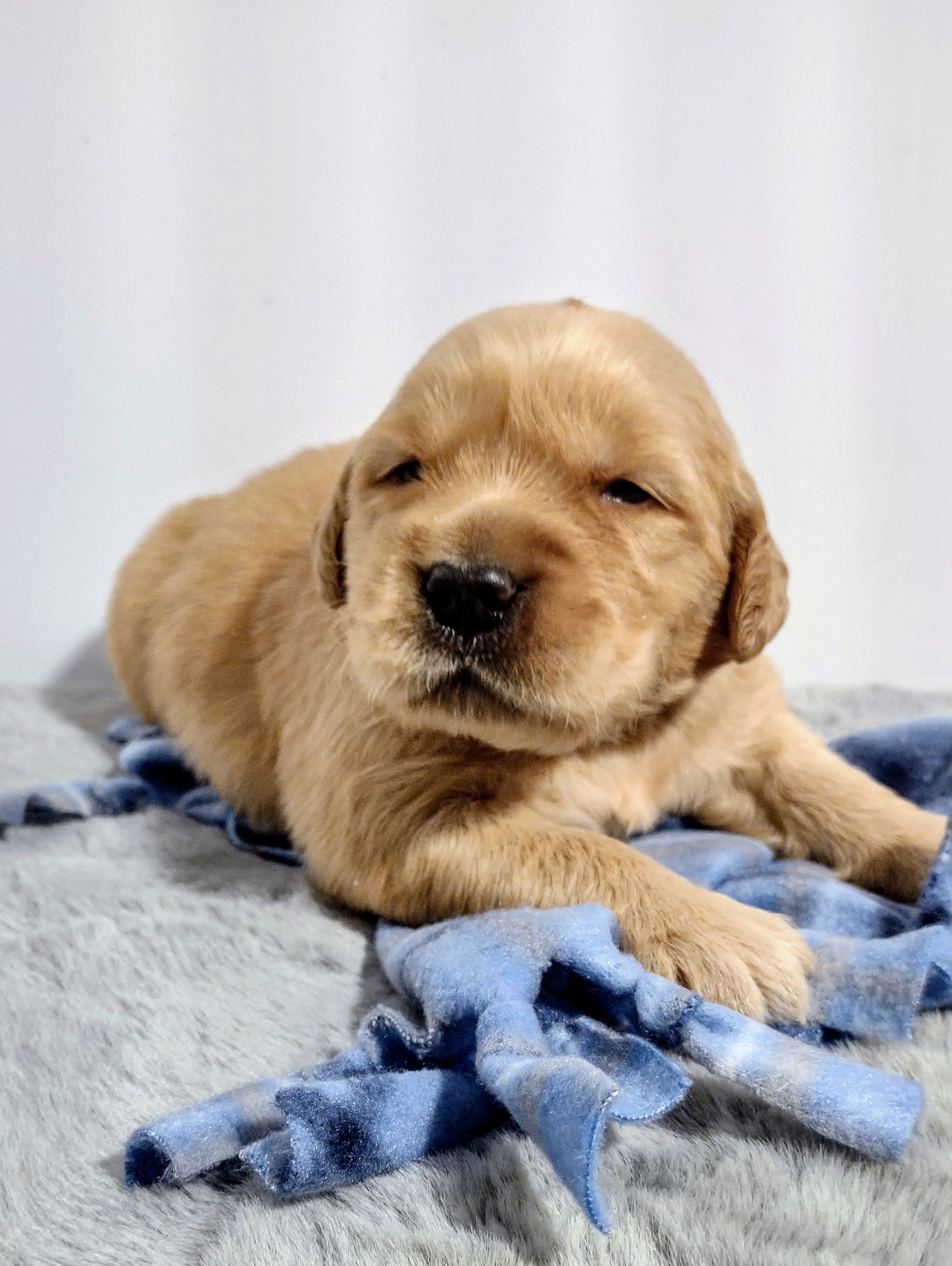 A brown puppy is laying on a blue blanket.