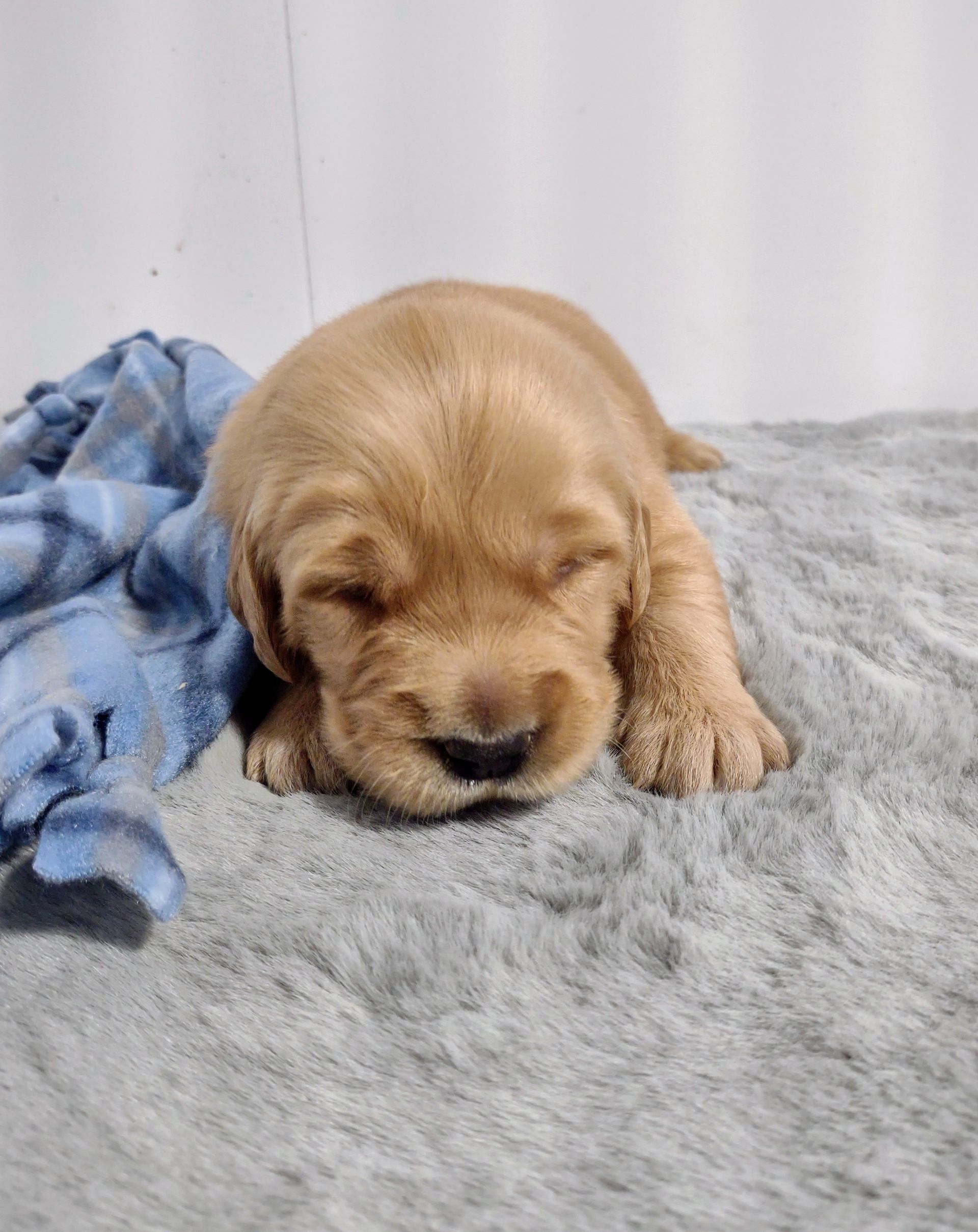 A puppy is sleeping on a blanket with its eyes closed.