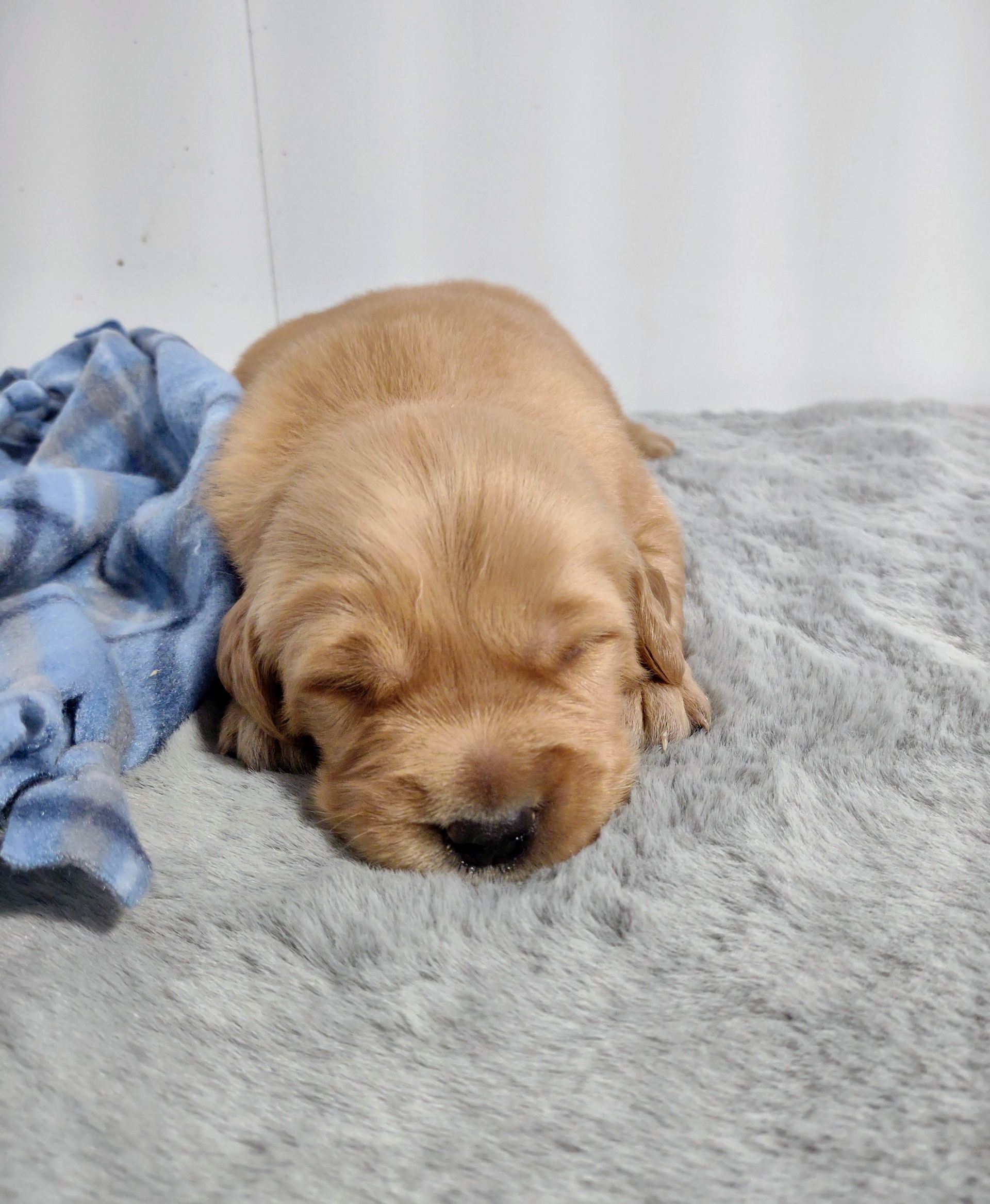 A cocker spaniel puppy is sleeping on a blanket on a bed.