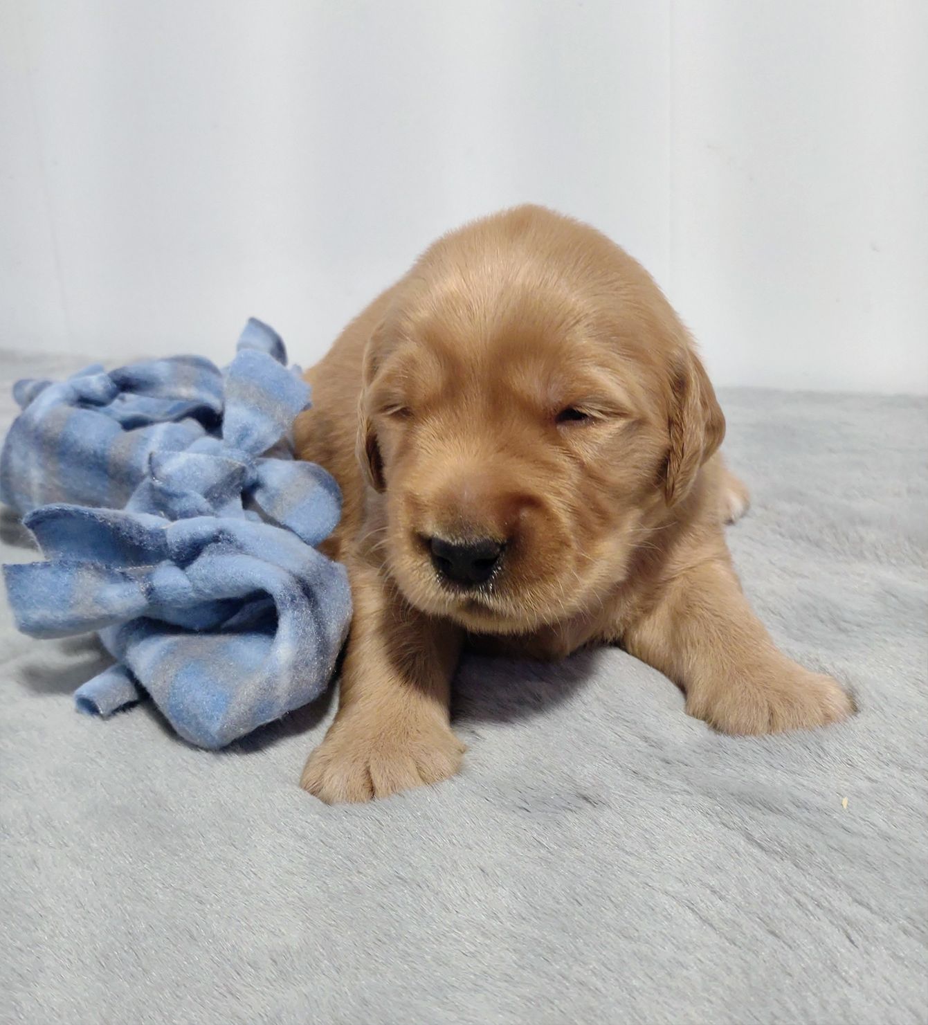 A brown puppy is laying on a blanket next to a blue blanket.