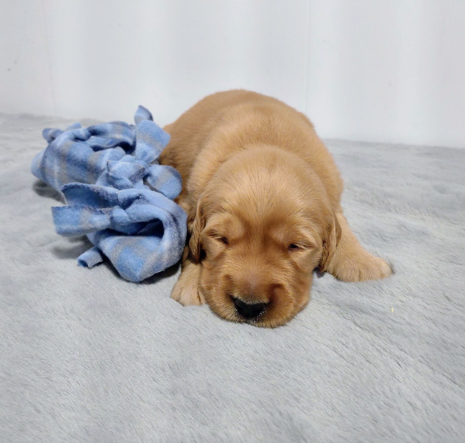 A puppy is sleeping on a blanket next to a blue blanket.