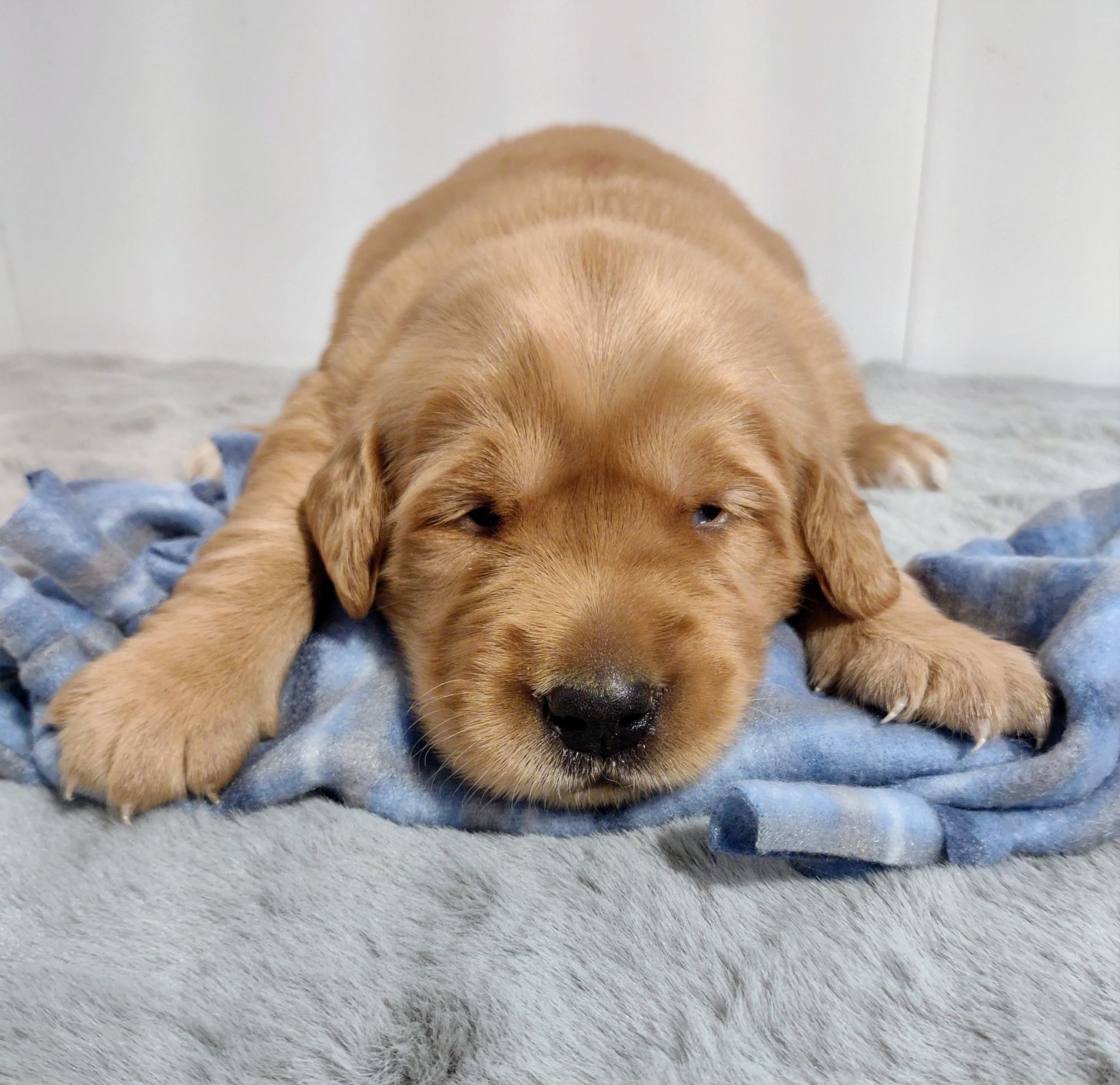 A brown puppy is laying on a blue blanket.