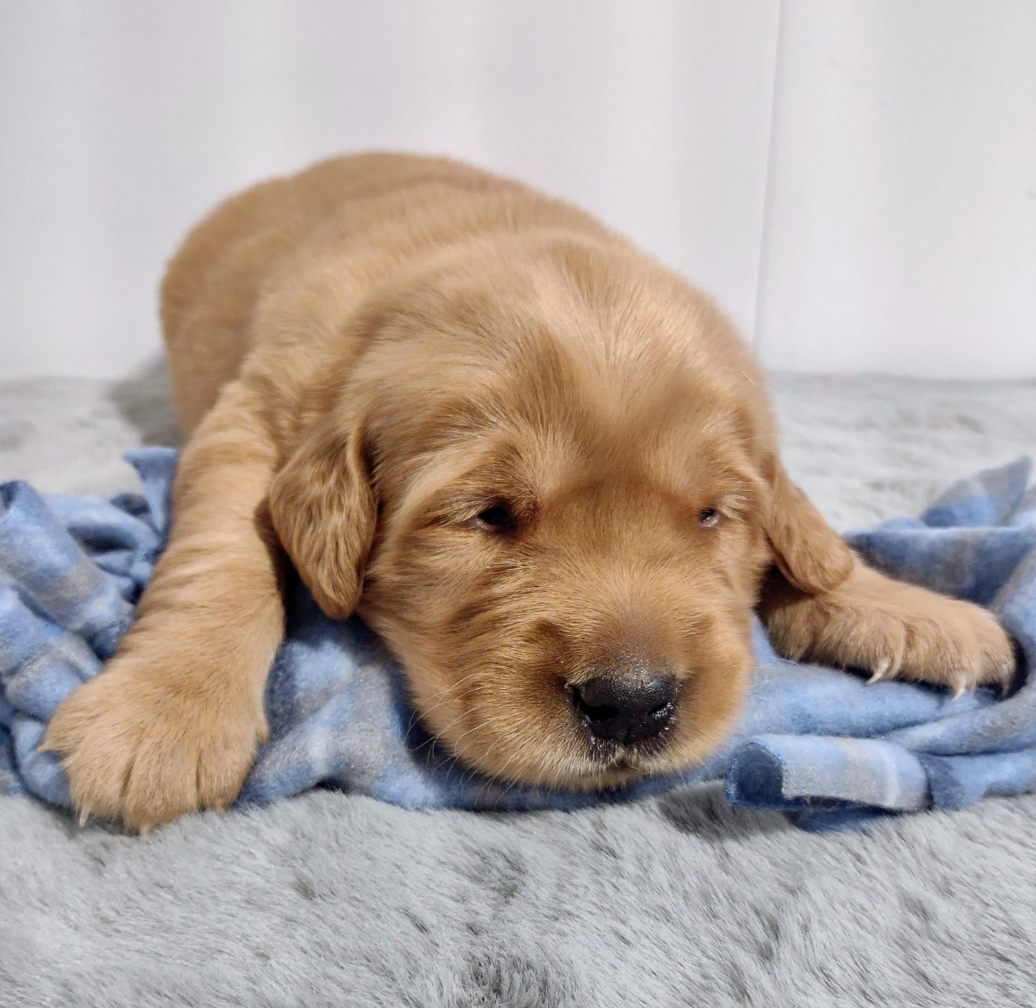 A brown puppy is laying on a blue blanket.