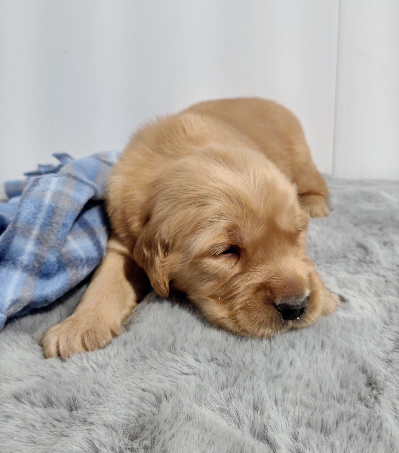 A puppy is sleeping on a blanket on a bed.
