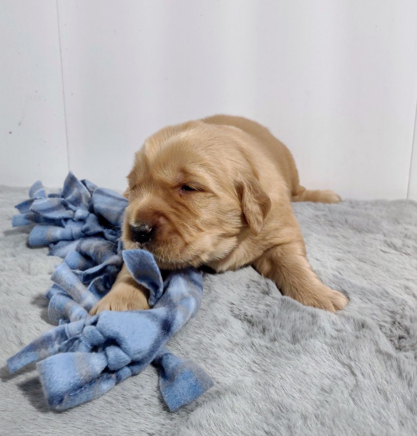 A puppy is sleeping on a blanket next to a blue blanket.