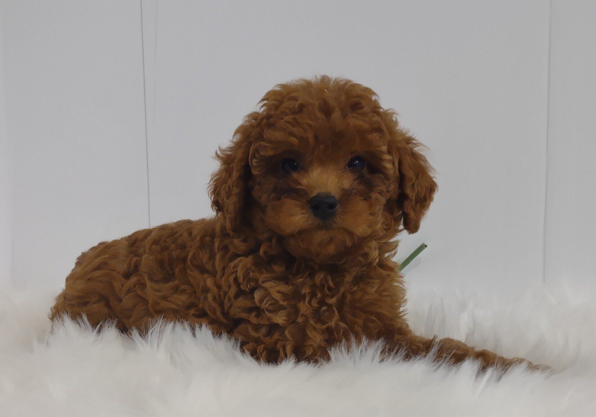 A brown poodle puppy is laying on a white blanket.
