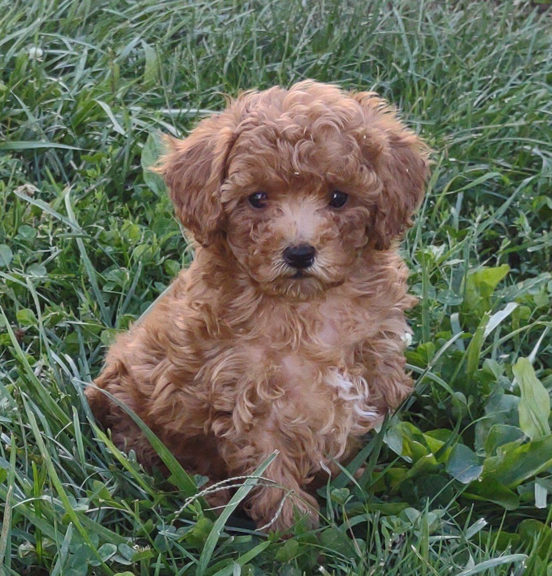 A small brown poodle puppy is sitting in the grass