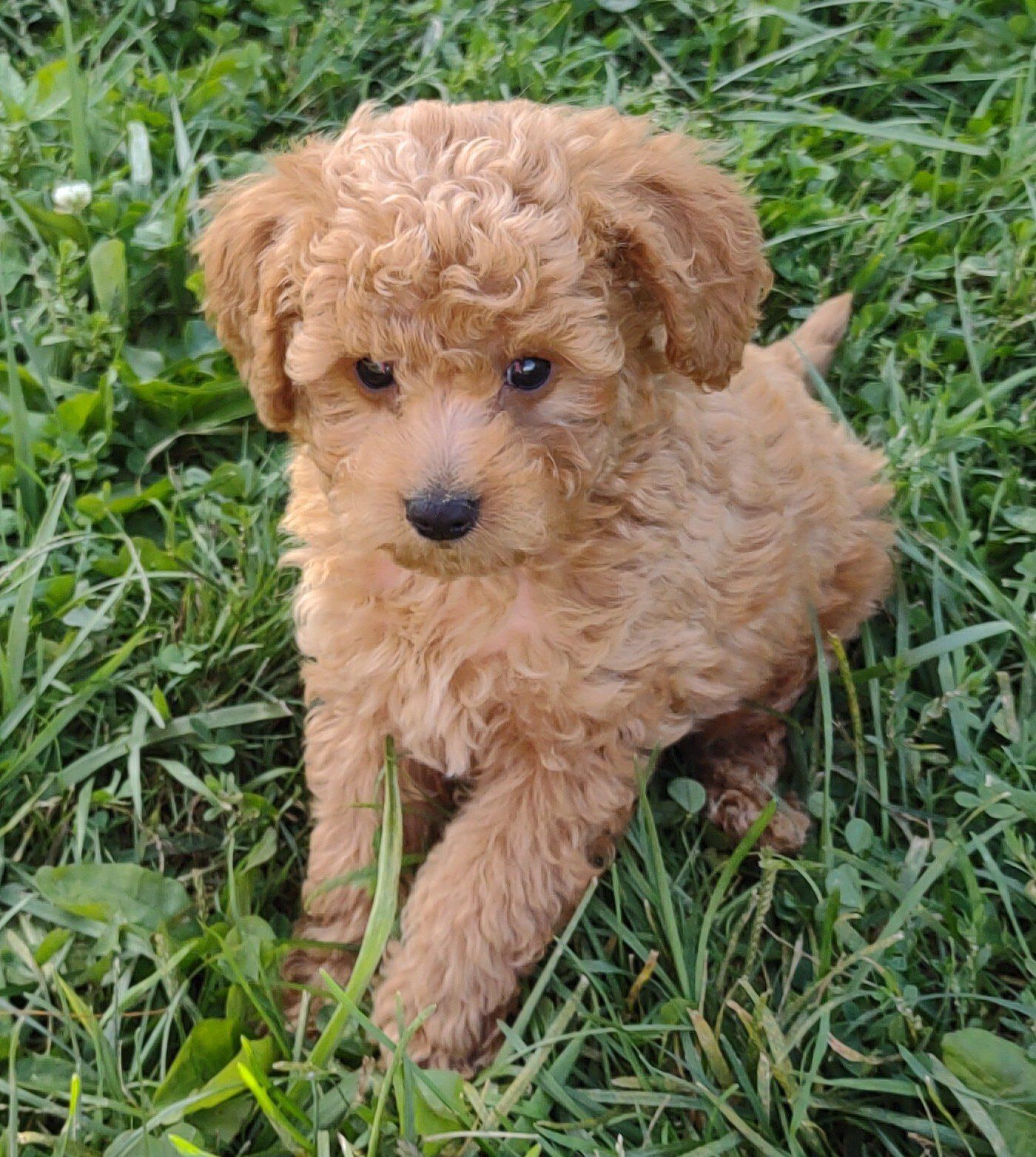 A small brown poodle puppy is sitting in the grass.