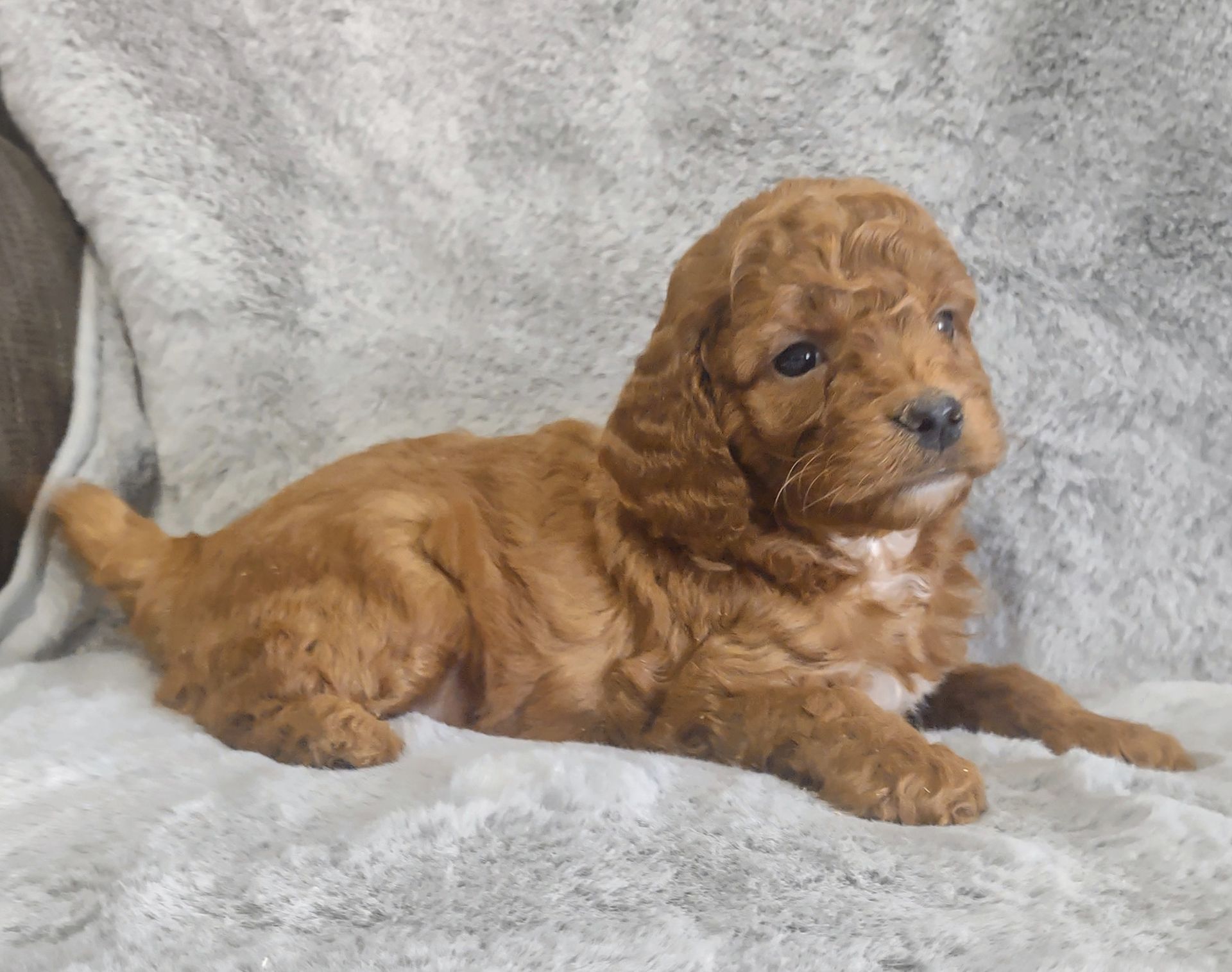 A brown puppy is laying on a blanket on a couch.
