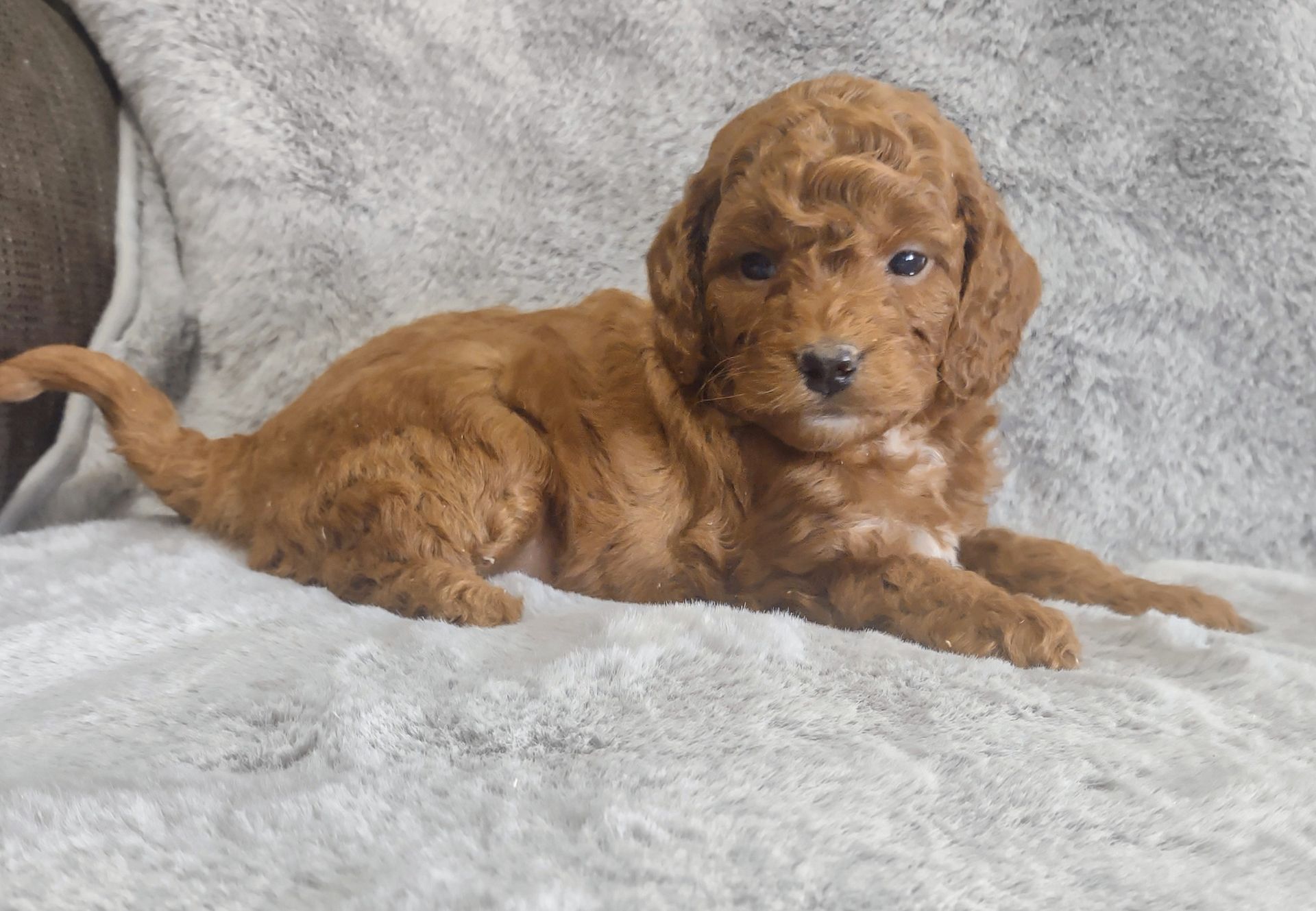A brown puppy is laying on a blanket on a couch.