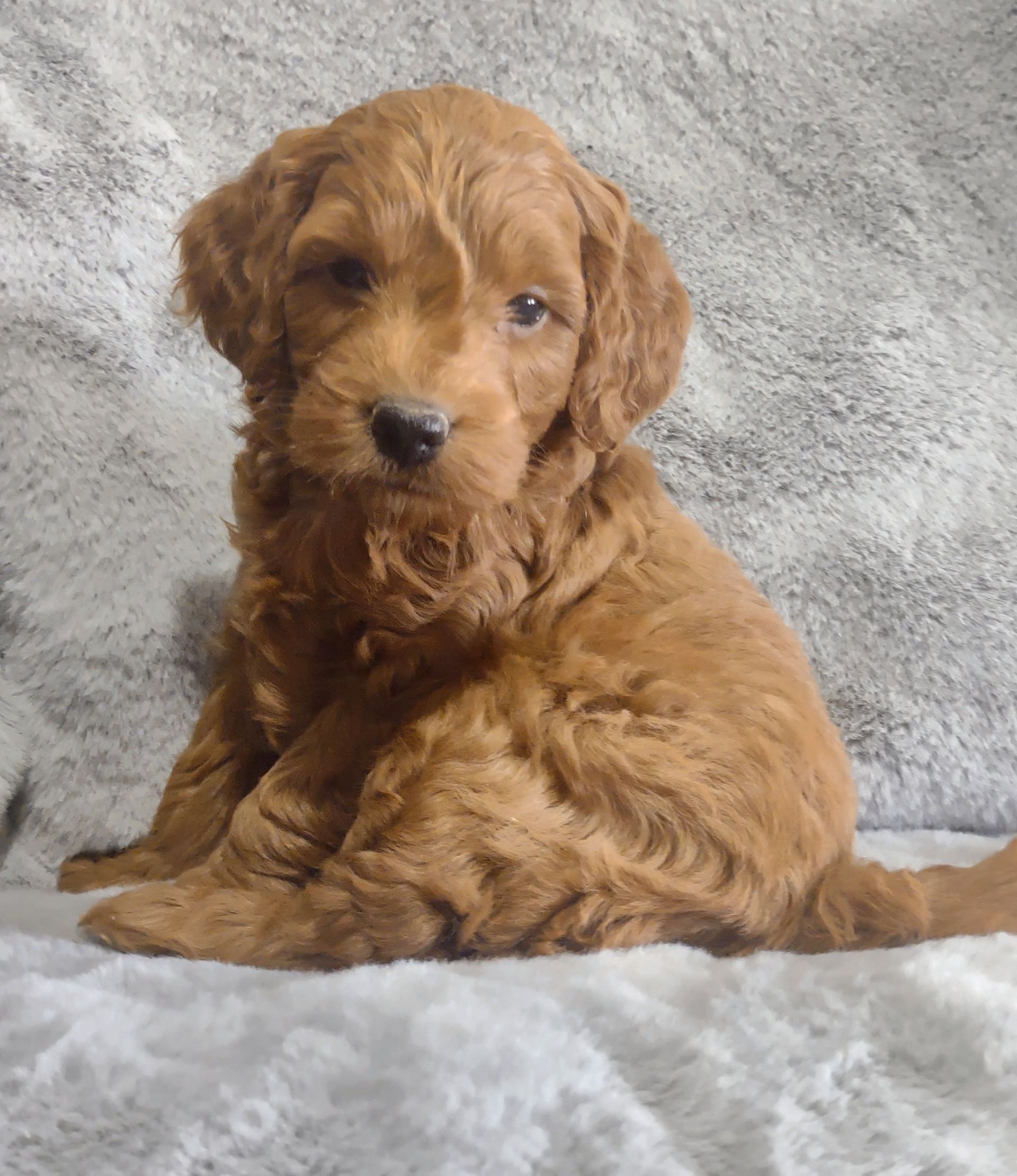 A brown puppy is sitting on a blanket on a bed.