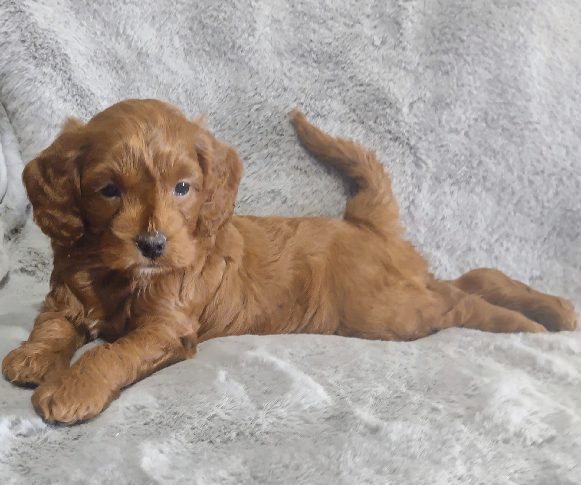 A brown puppy is laying on a white blanket.