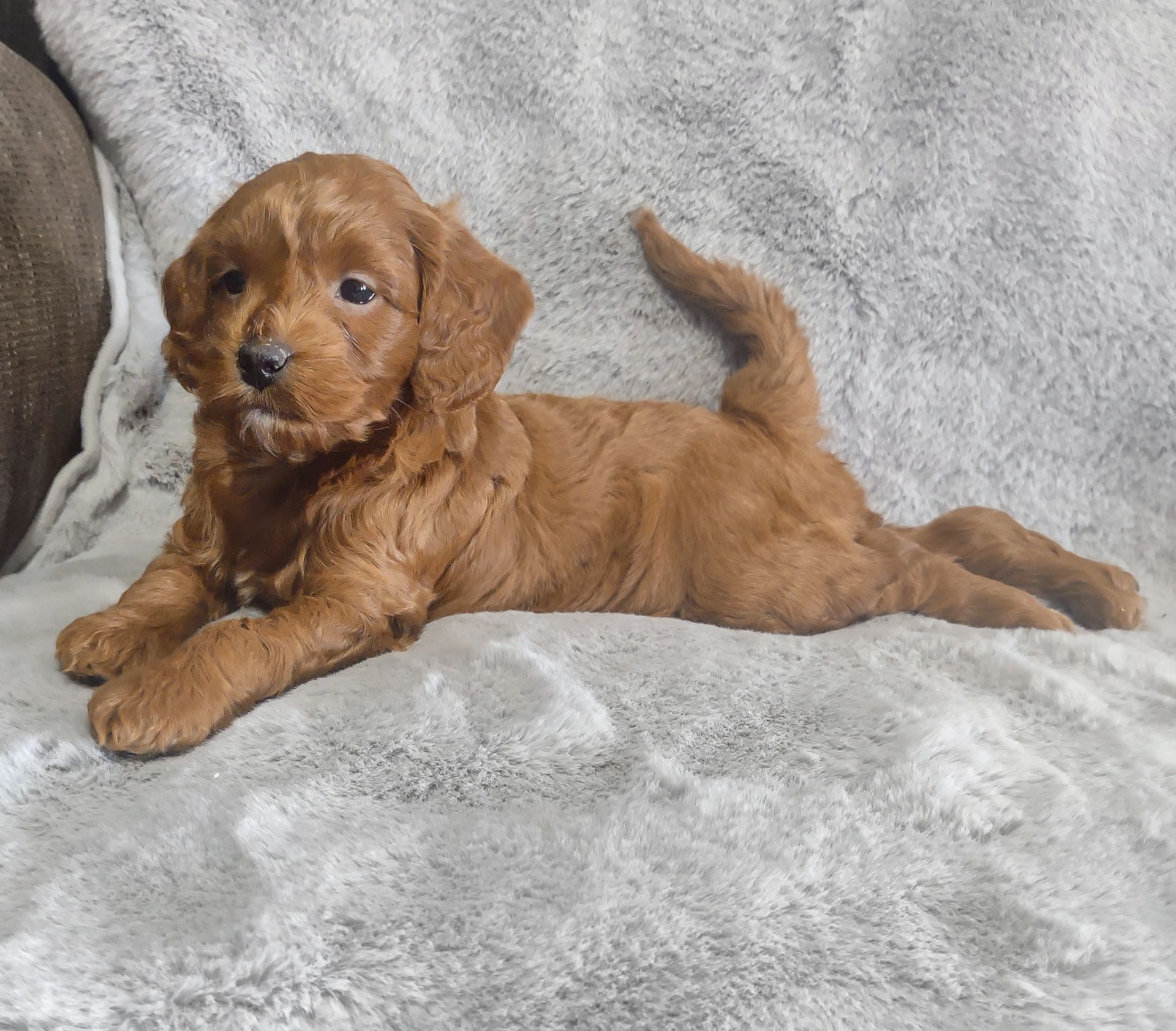 A brown puppy is laying on a white blanket.