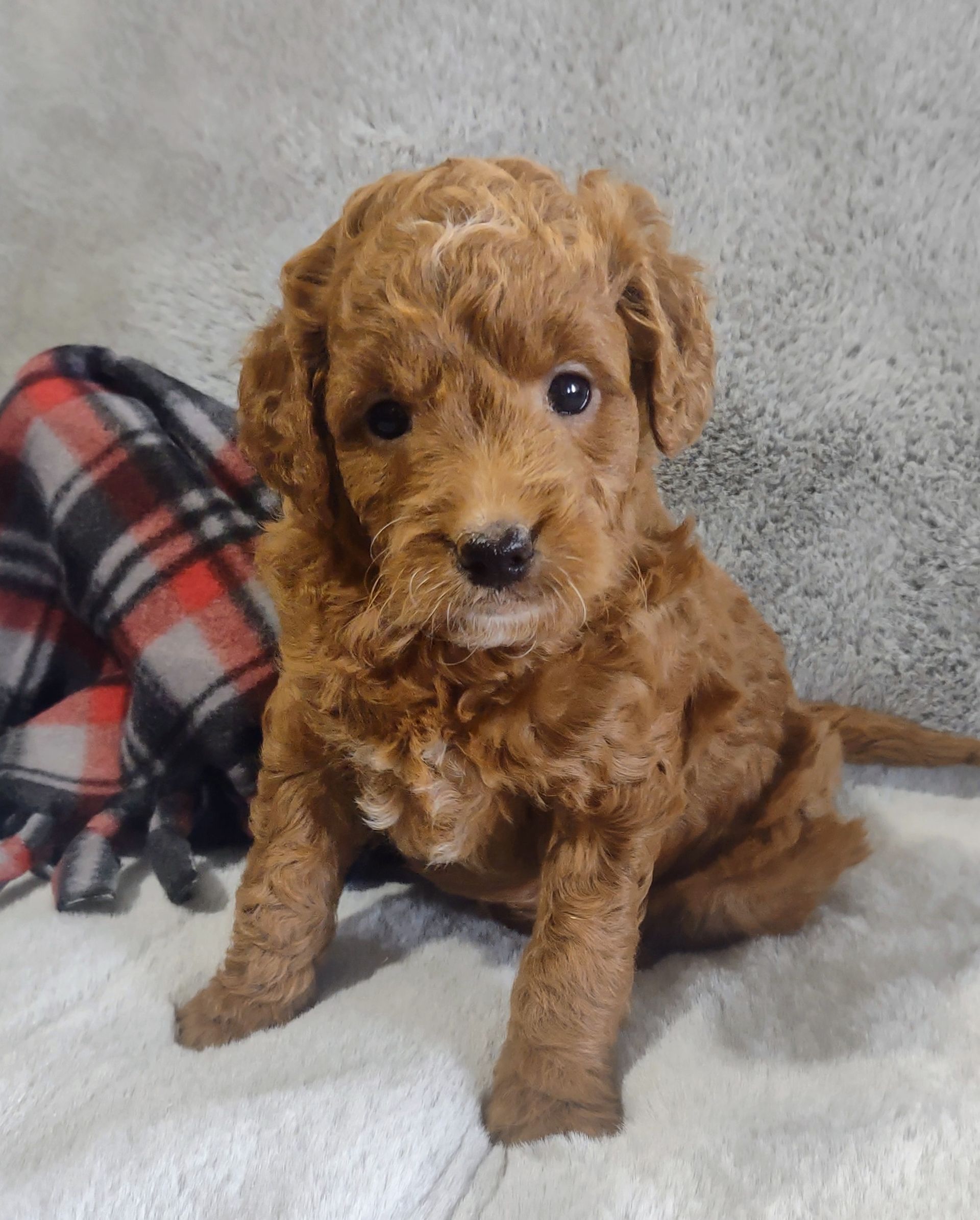 A small brown puppy is sitting on a blanket next to a plaid blanket