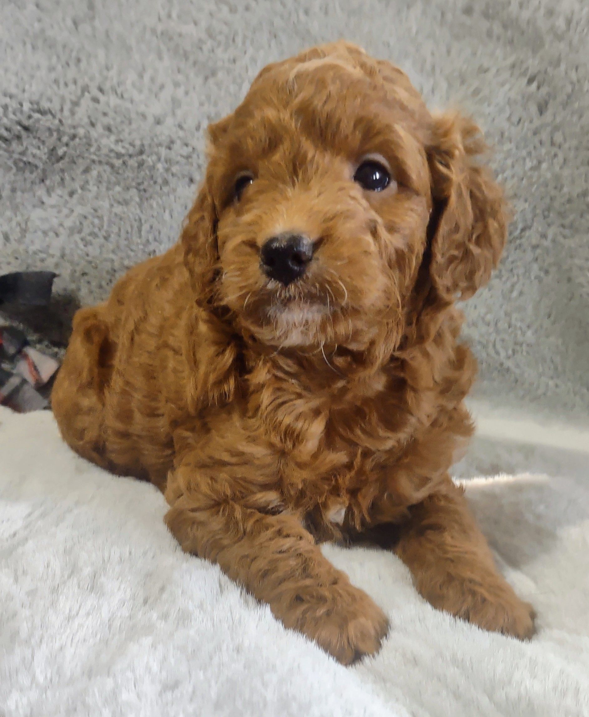 A small brown puppy is sitting on a blanket next to a plaid blanket
