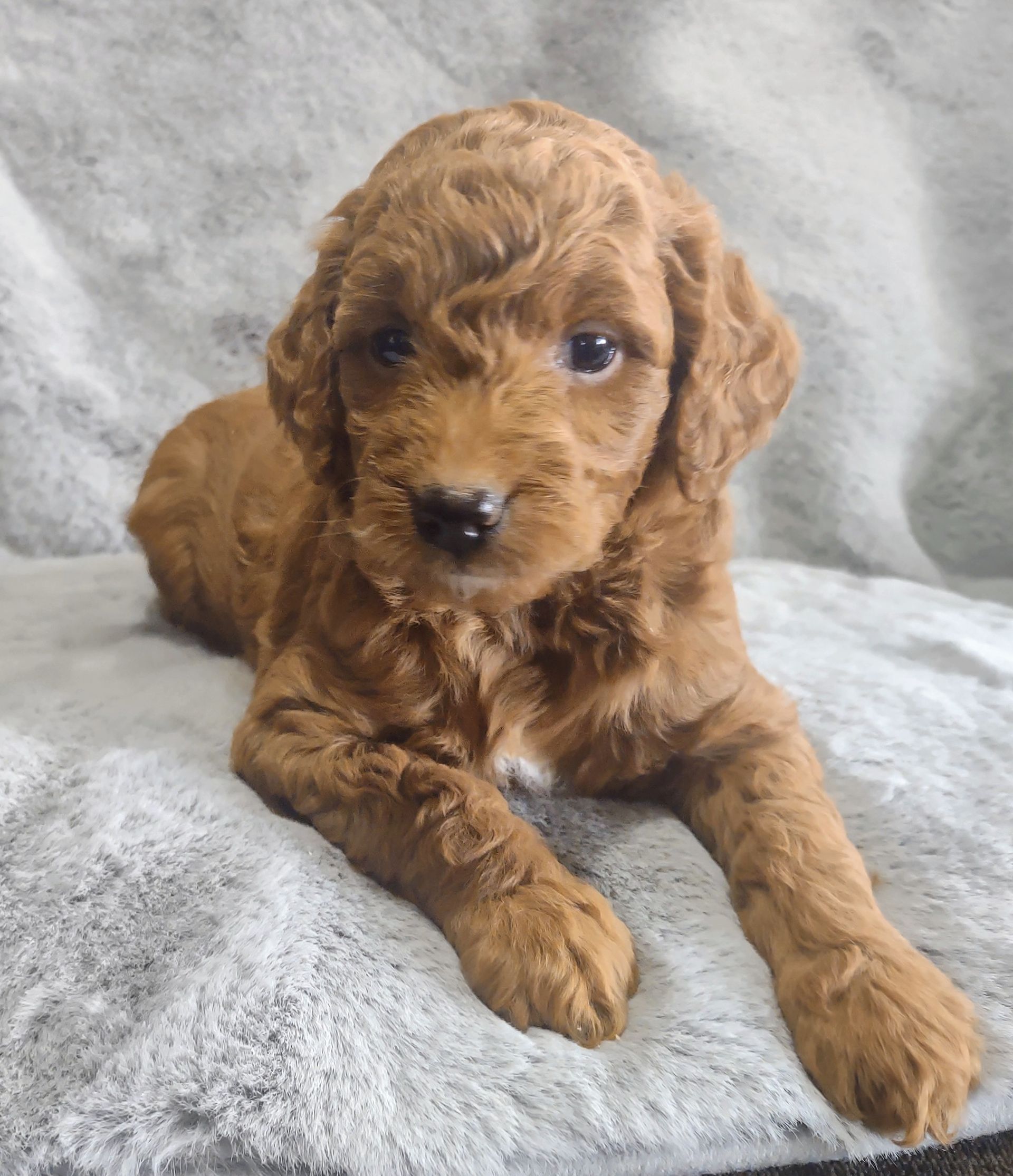 A brown puppy is laying on a blanket and looking at the camera.