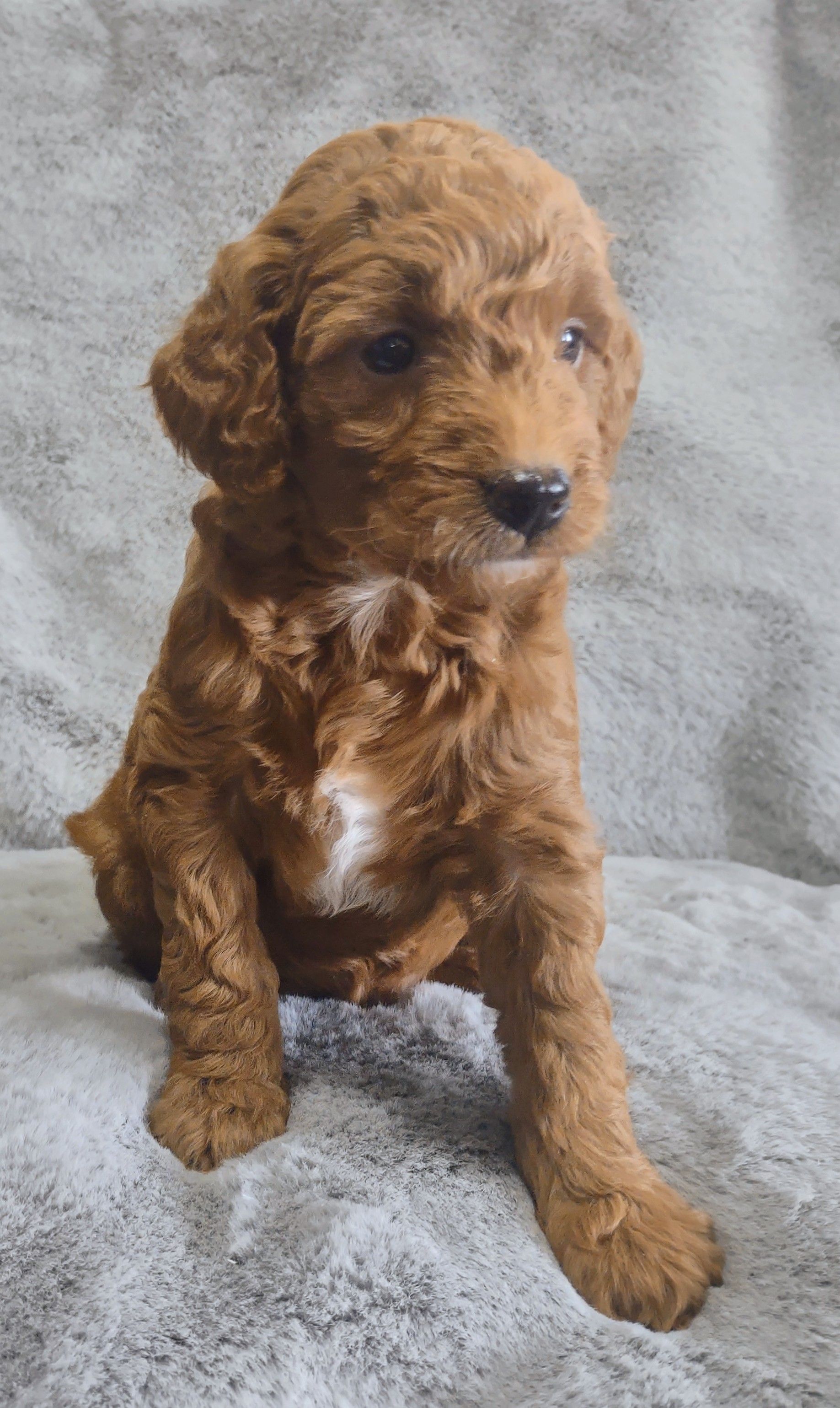 A small brown puppy is sitting on a blanket.