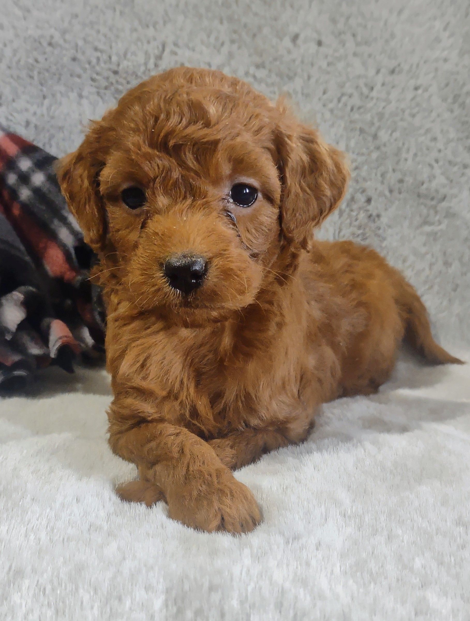 A small brown poodle puppy is laying on a white blanket.
