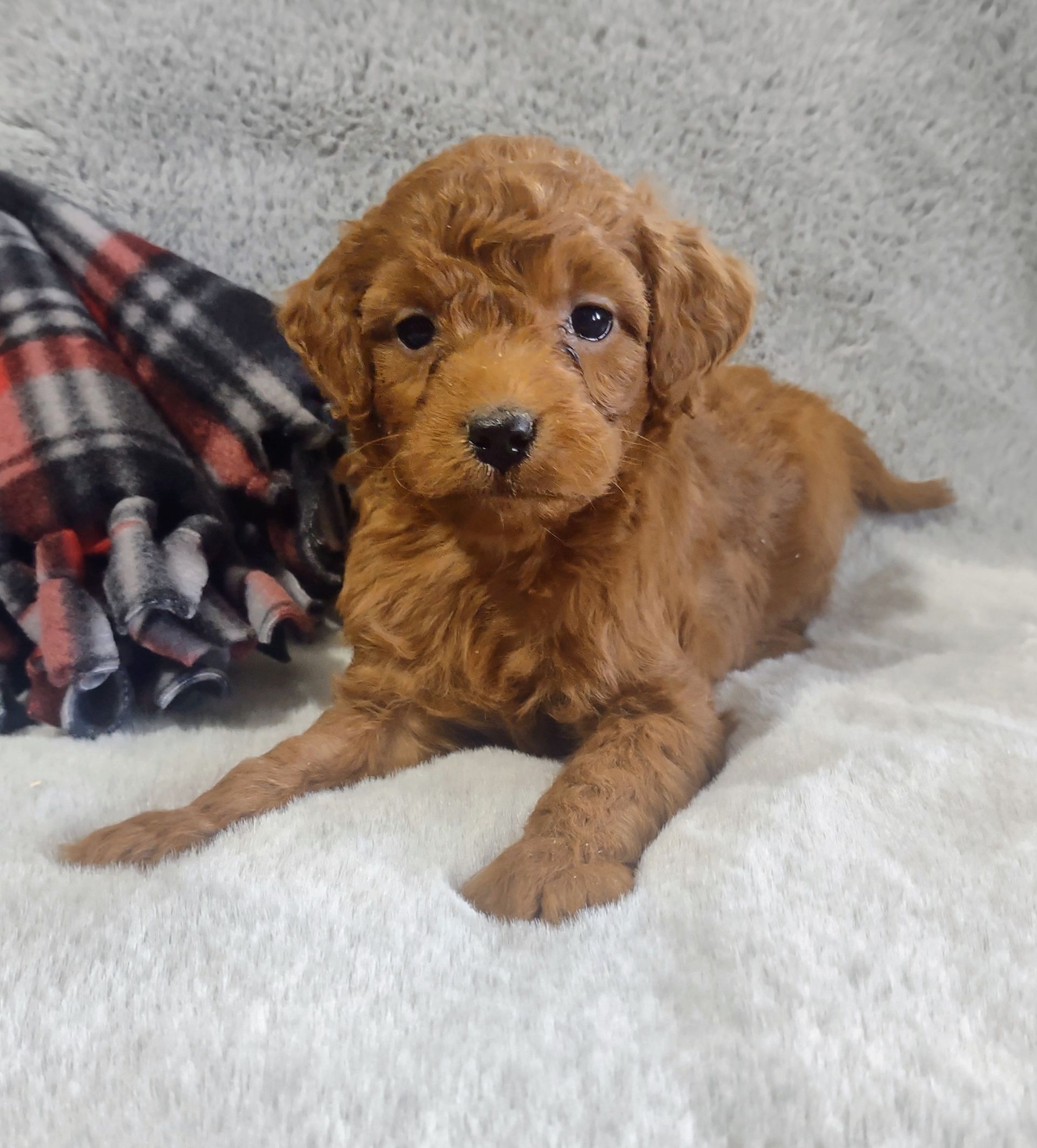 A small brown poodle puppy is laying on a white blanket.