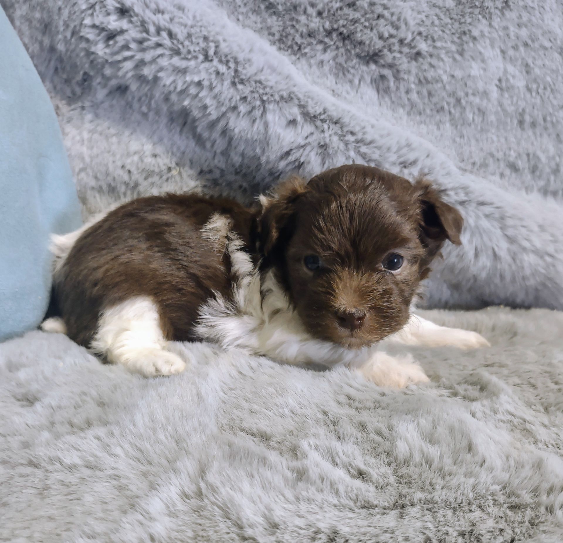 Sonya female Havanese