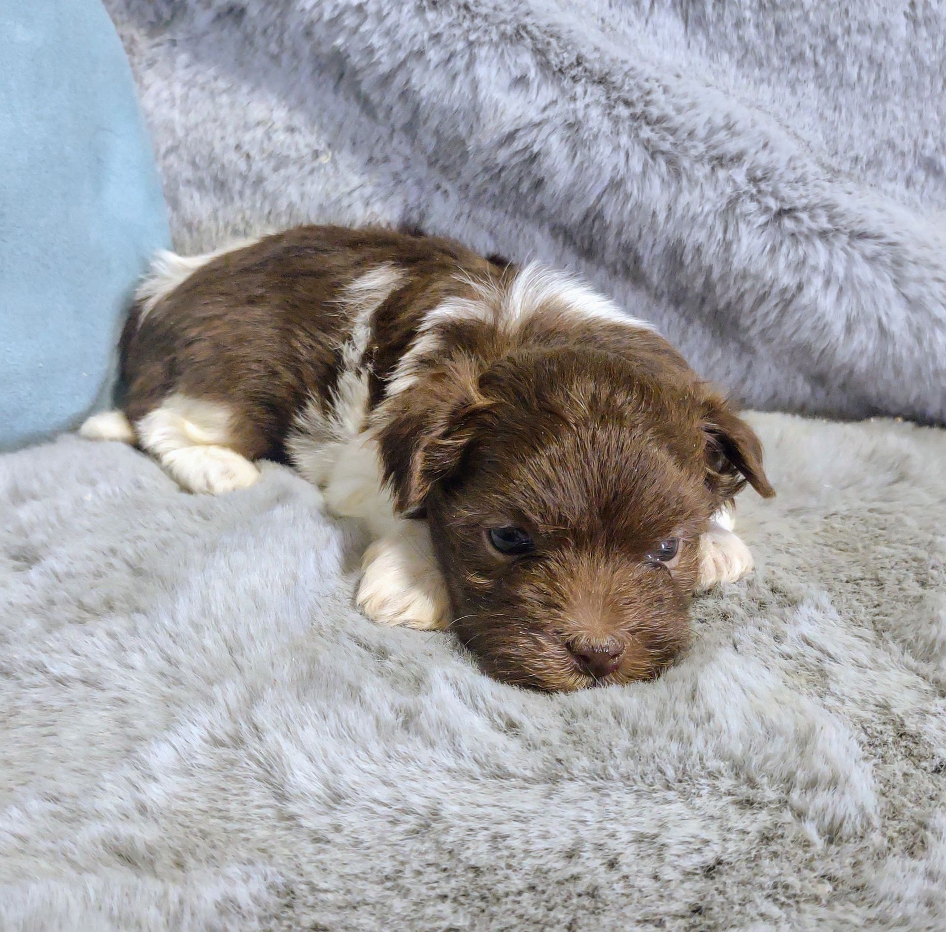 Sonya a female Havanese front view