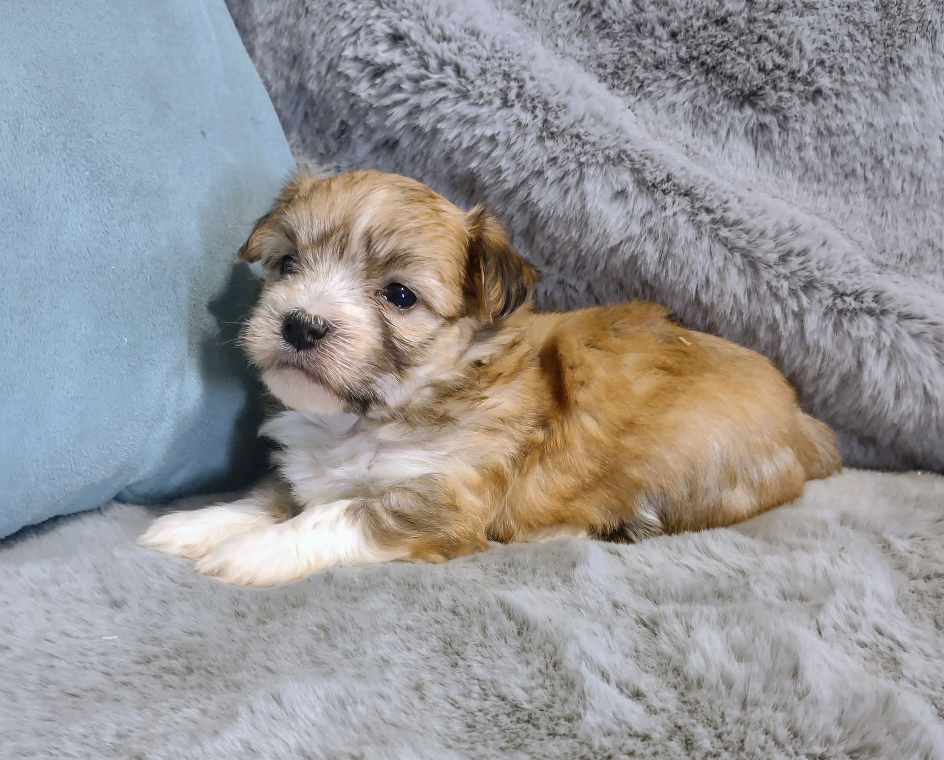 Sally a female Havanese