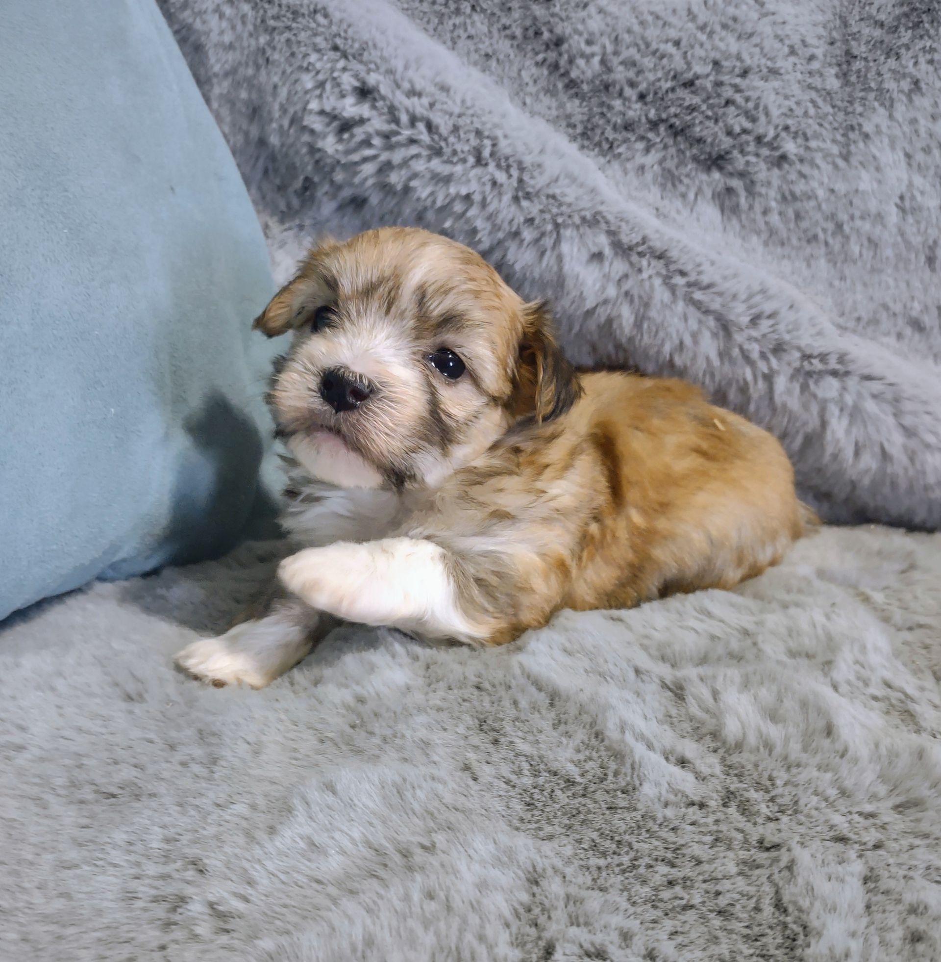 Sally a female Havanese